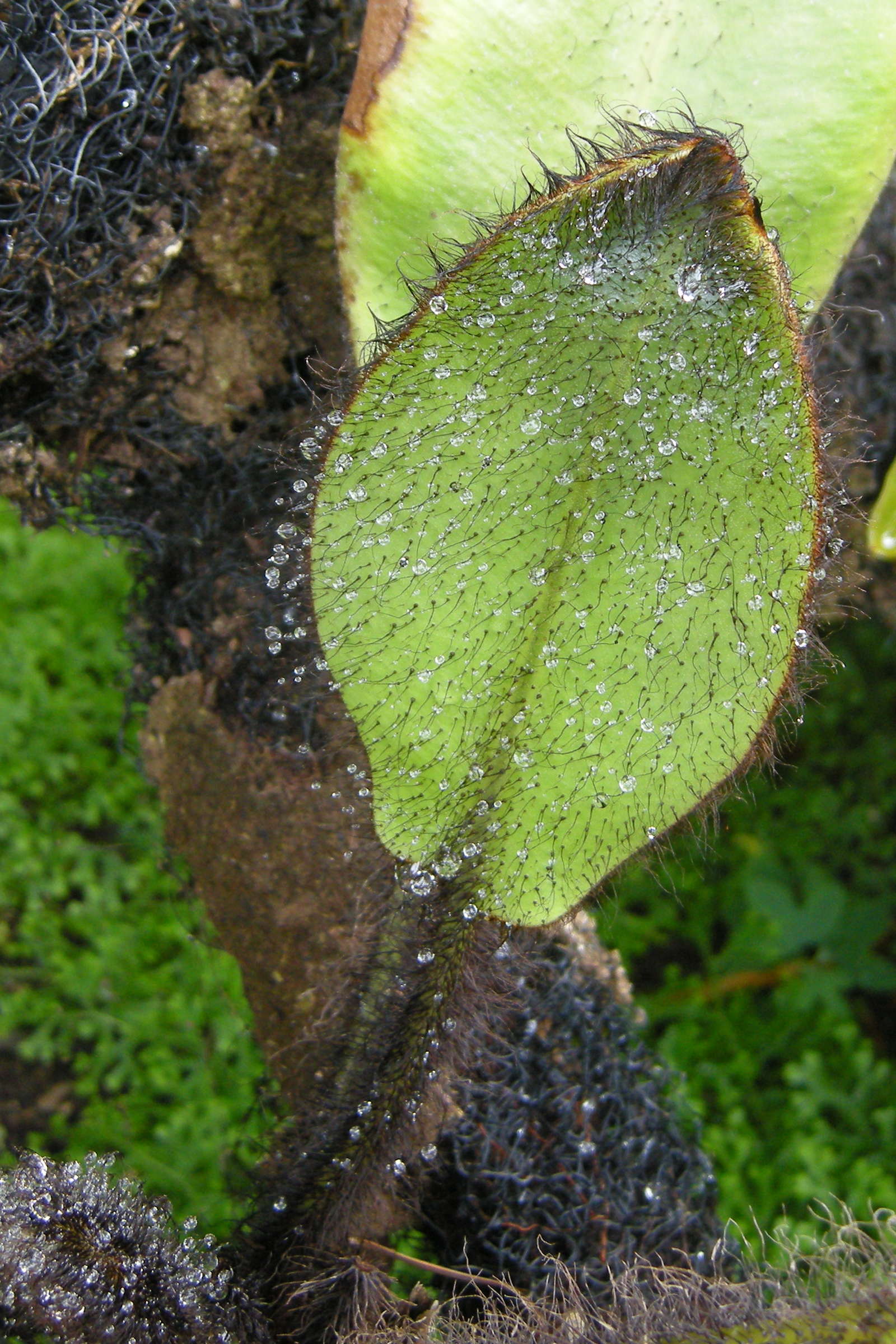 Afficher le média hymenodium_crinitum2bd hymenodium_crinitum2bd