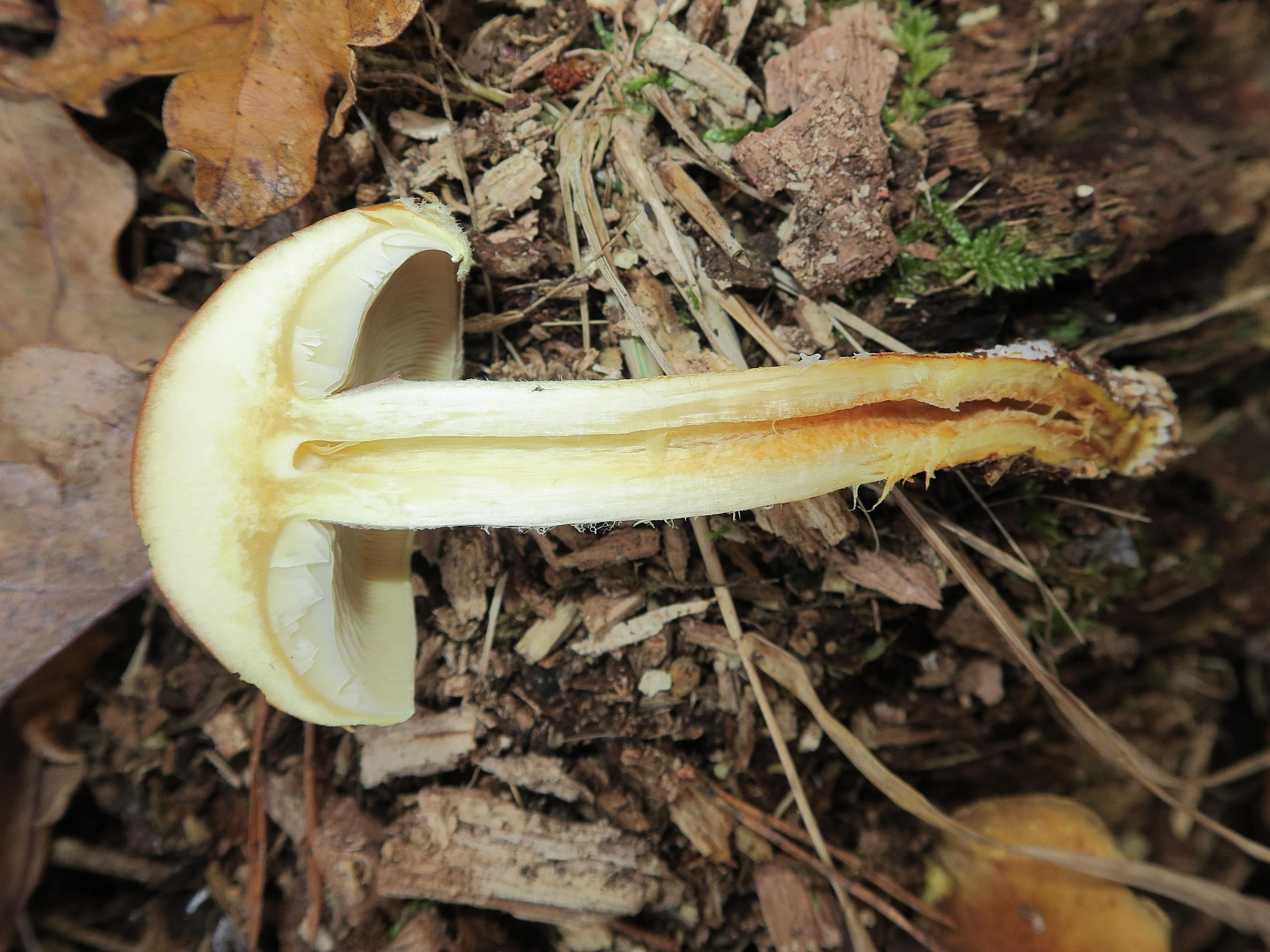 hypholoma_lateritium3md