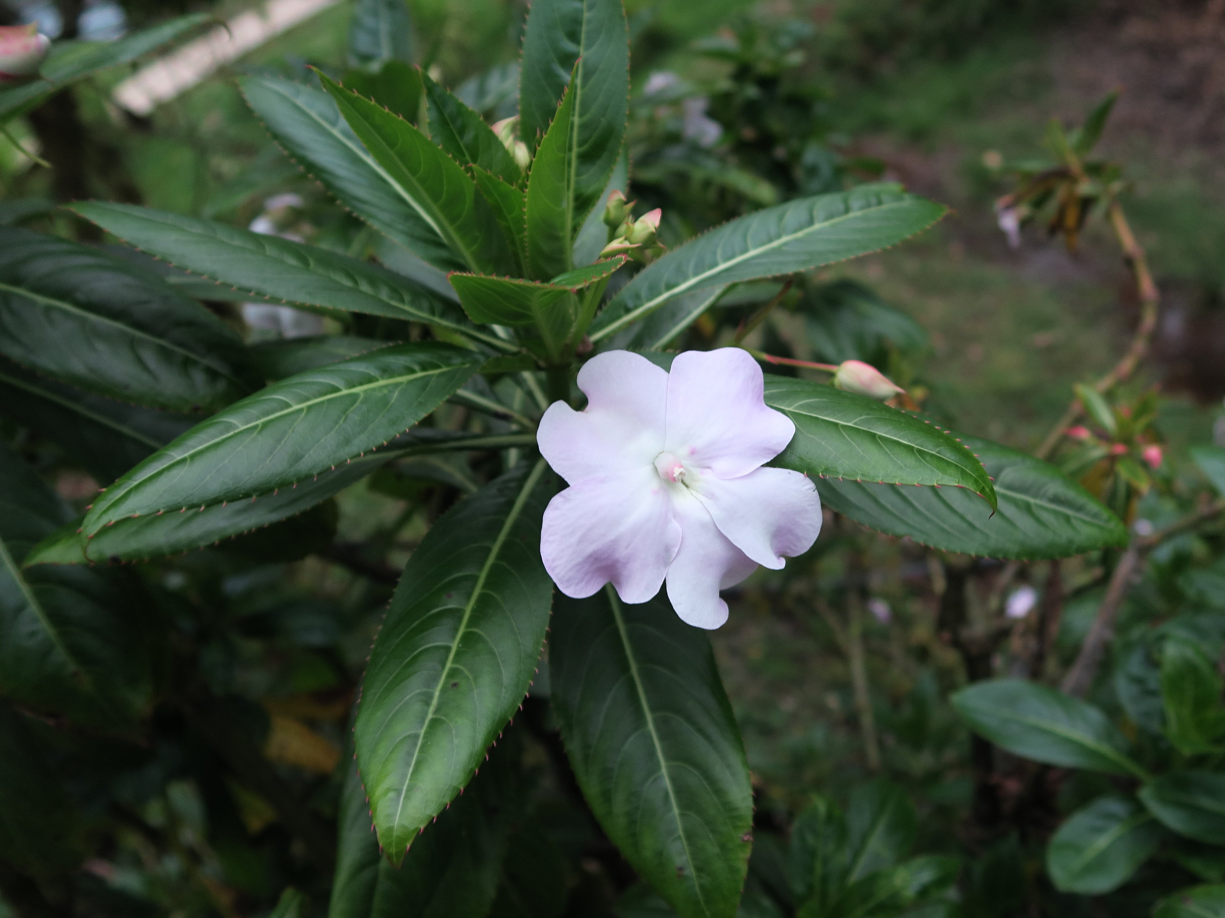 impatiens_sodenii1md