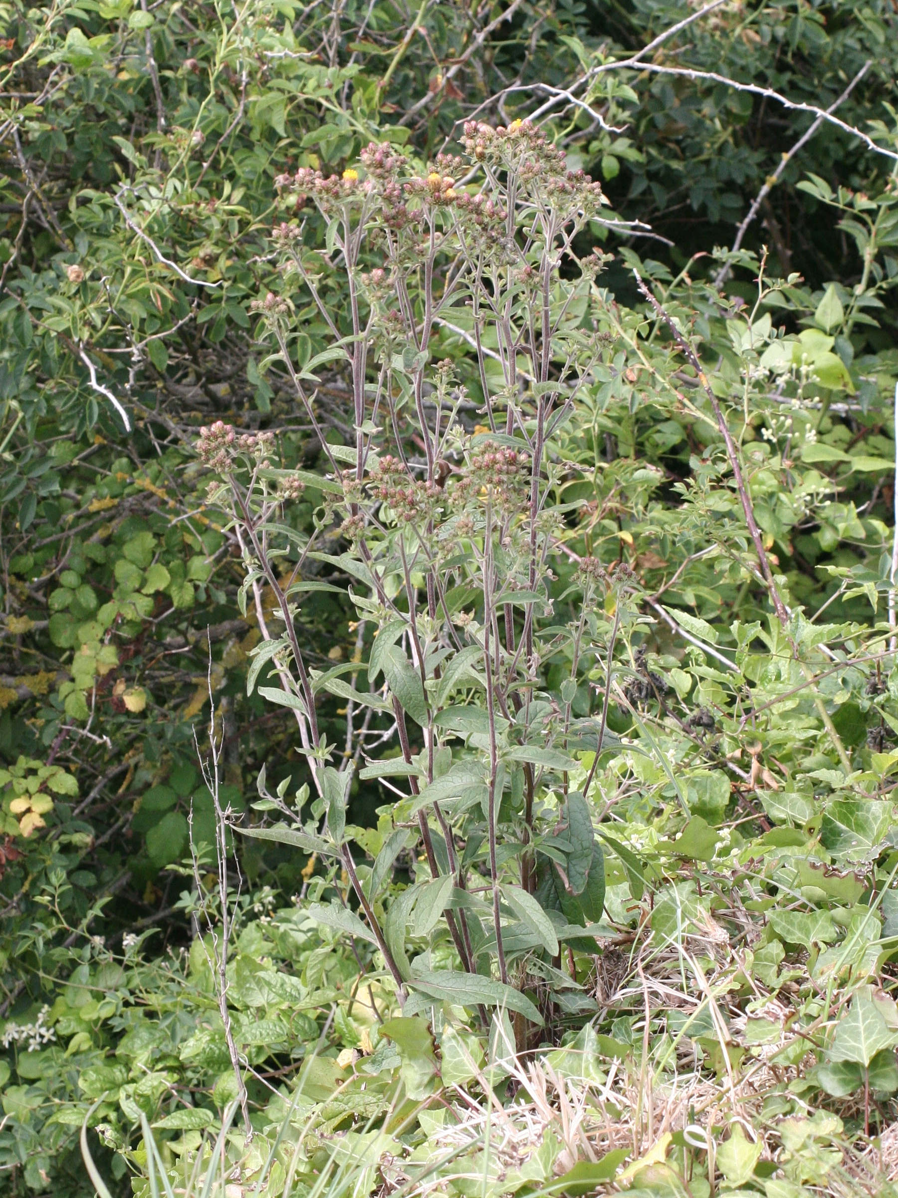 Afficher le média inula_conyza3md inula_conyza3md