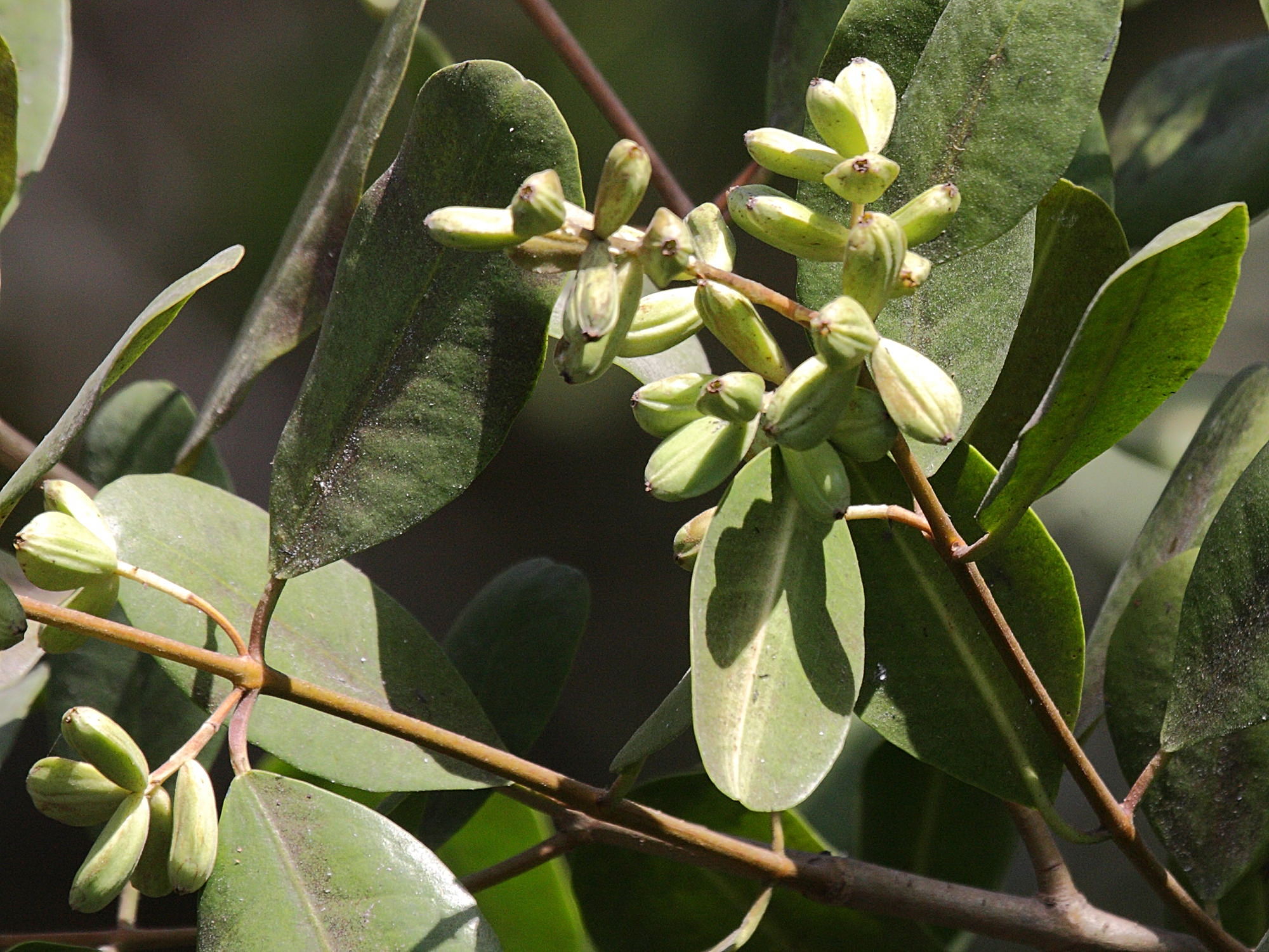 laguncularia_racemosa4abd