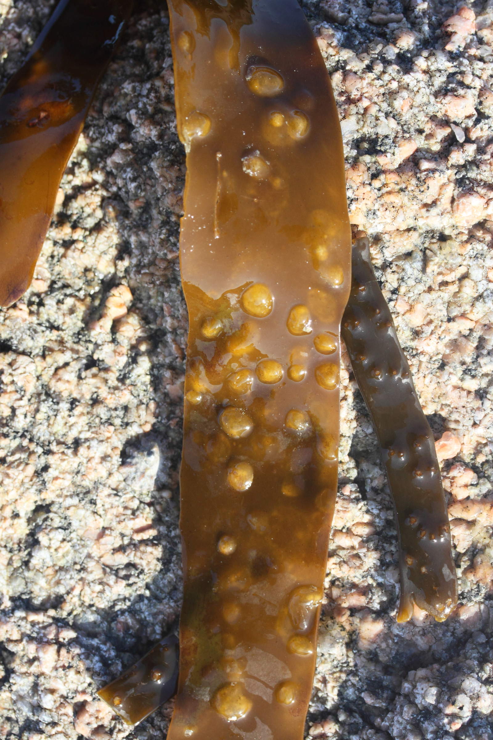 laminaria_hyperborea6md