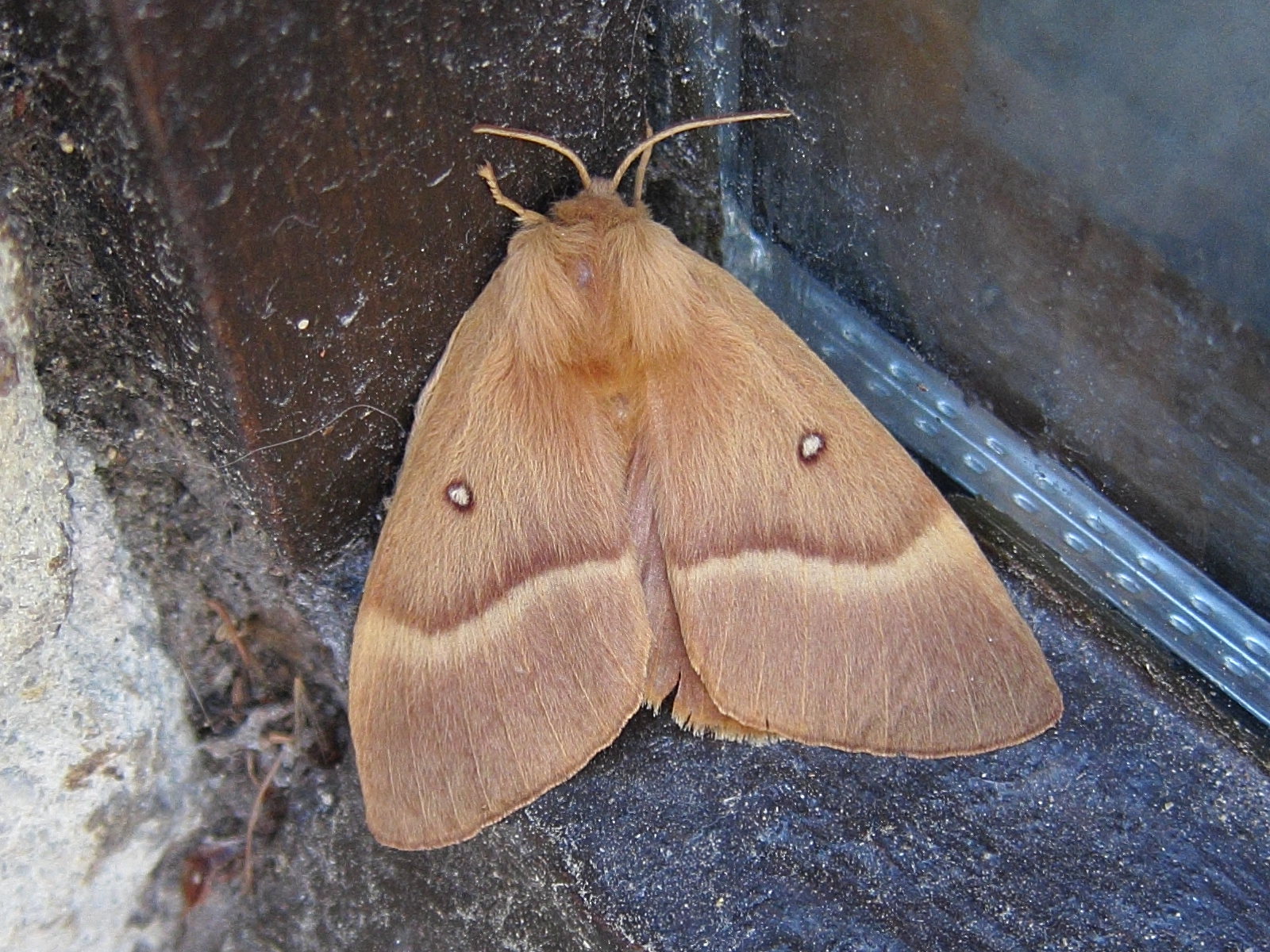 lasiocampa_quercus2bbd