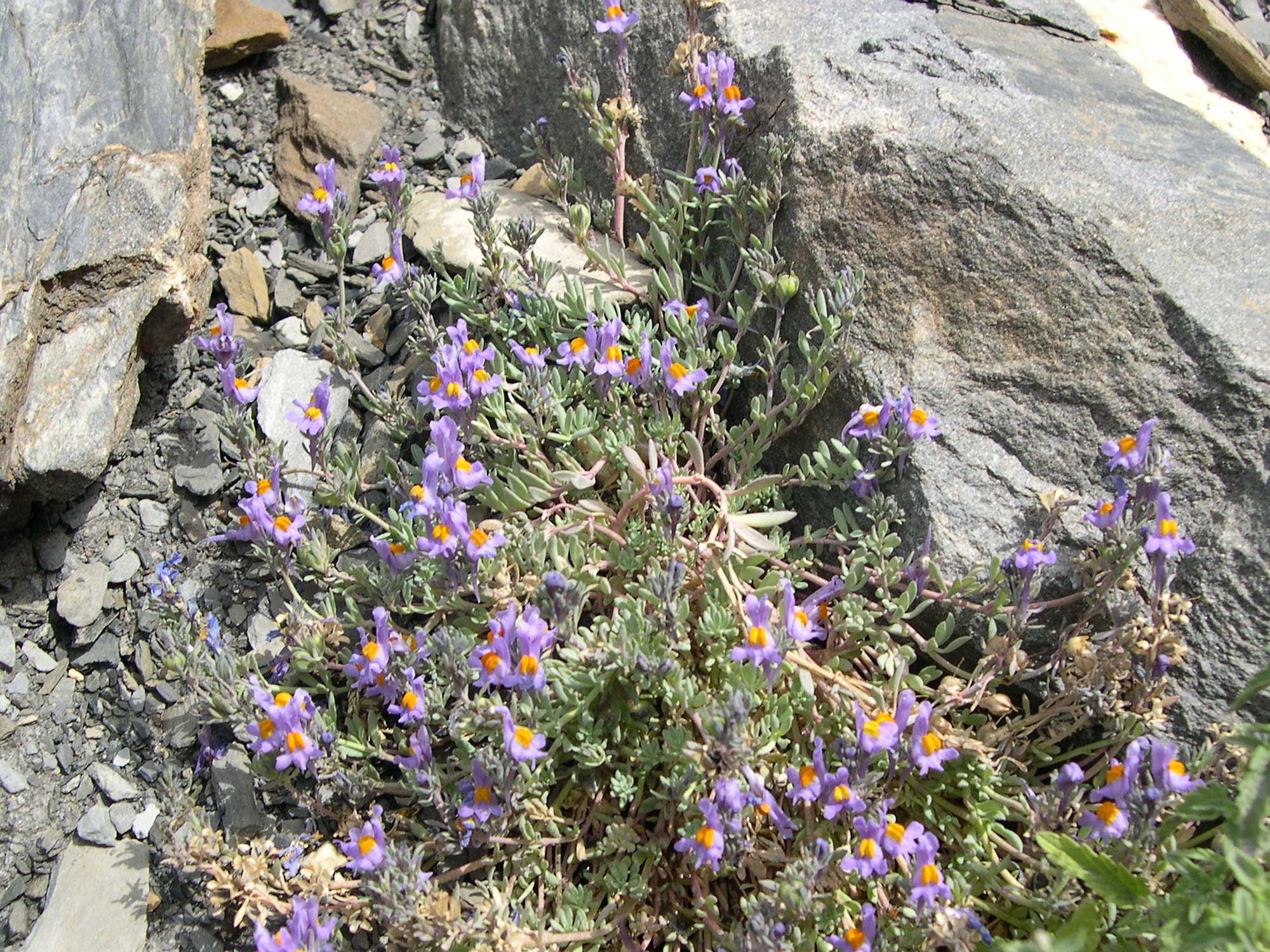 Afficher le média linaria_alpina1md linaria_alpina1md