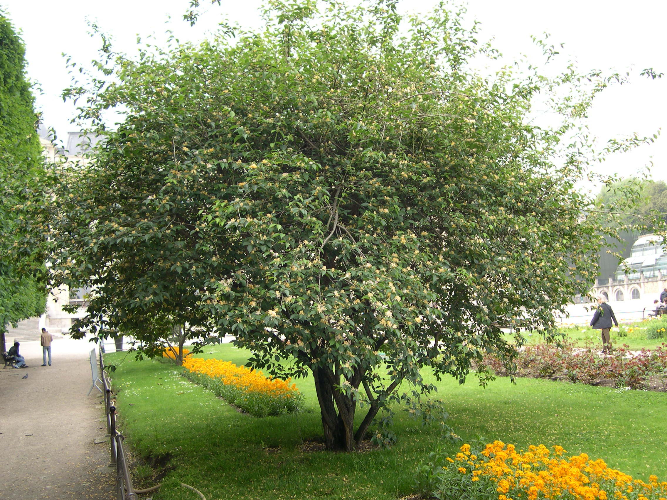 lonicera_maackii1md