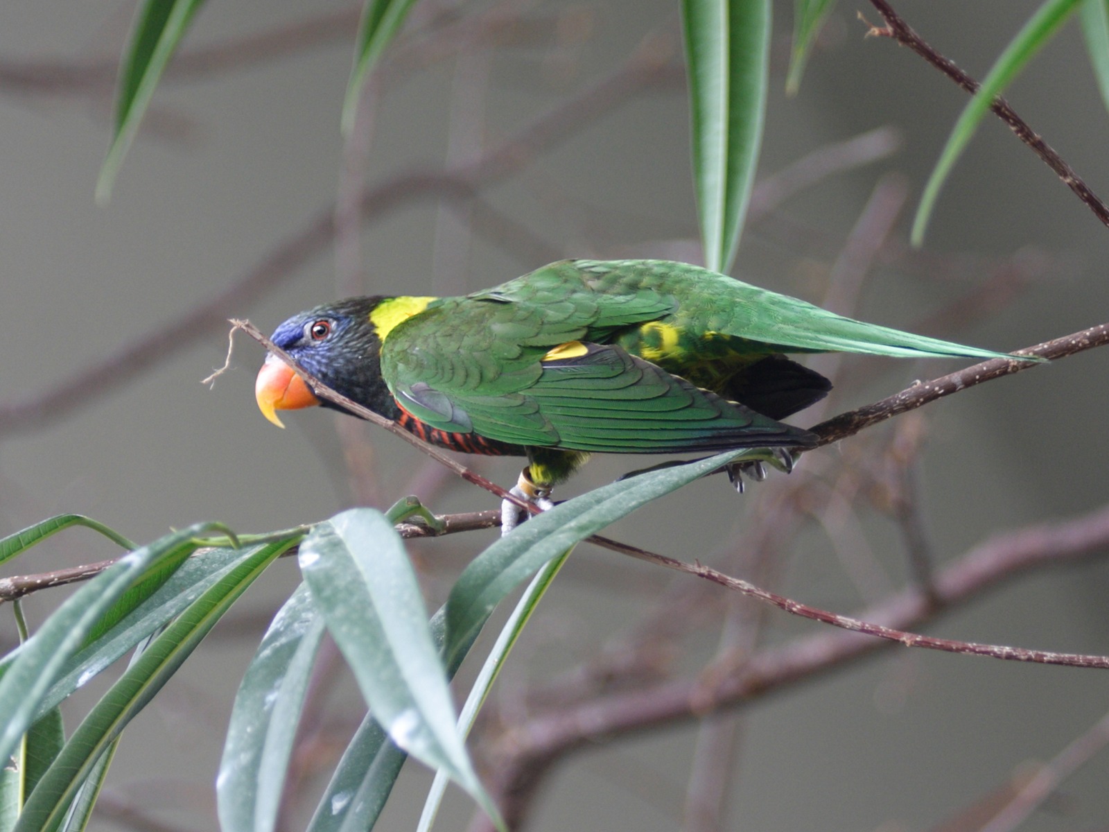 loriquet_a_nuque_verte_-_trichoglossus_haematodus_haematodus2sd