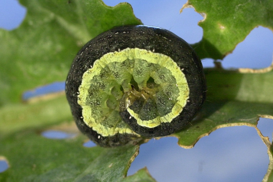 Afficher le média mamestra_brassicae_ch3md mamestra_brassicae_ch3md