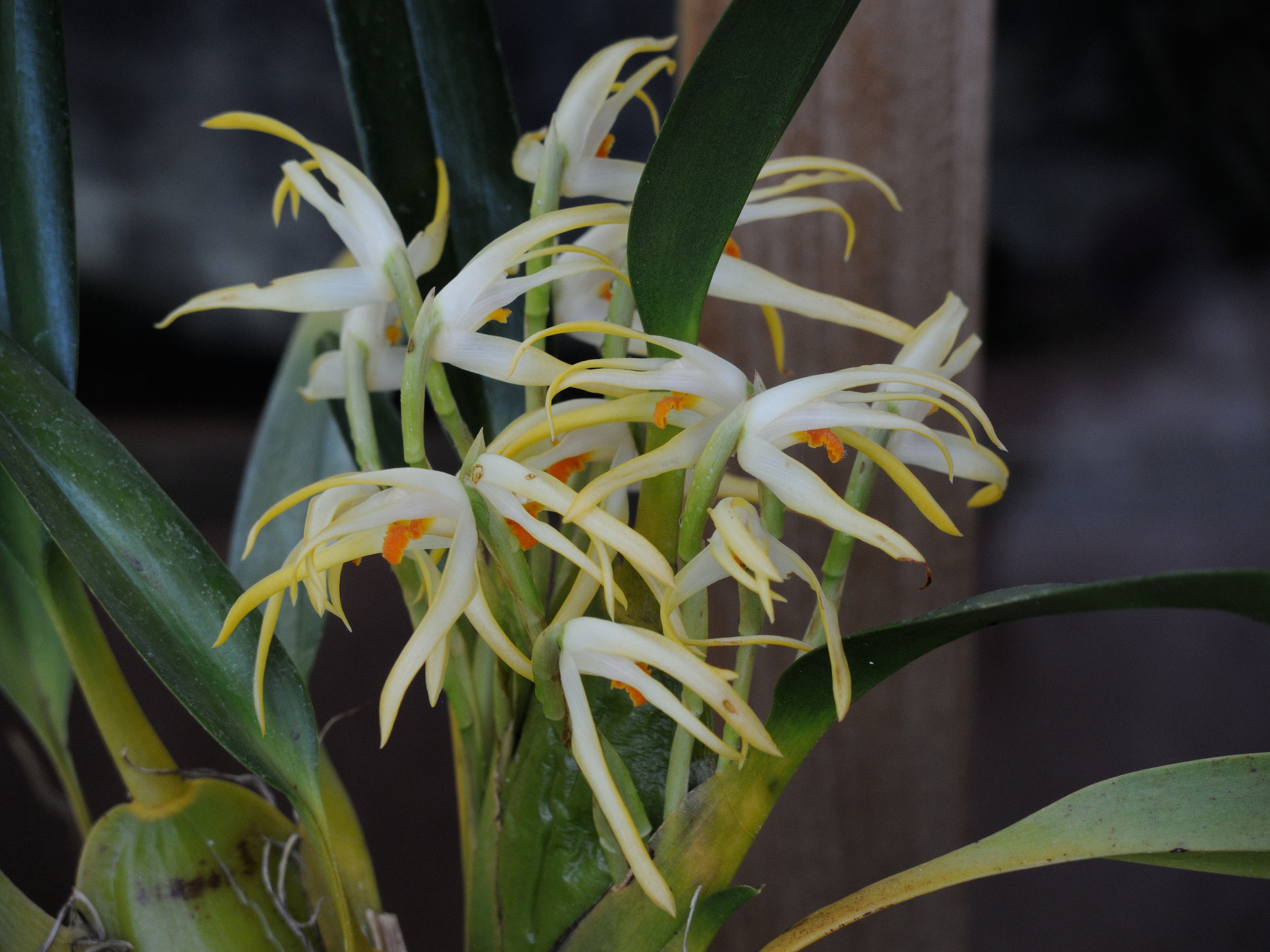 maxillaria_ochroleuca2md