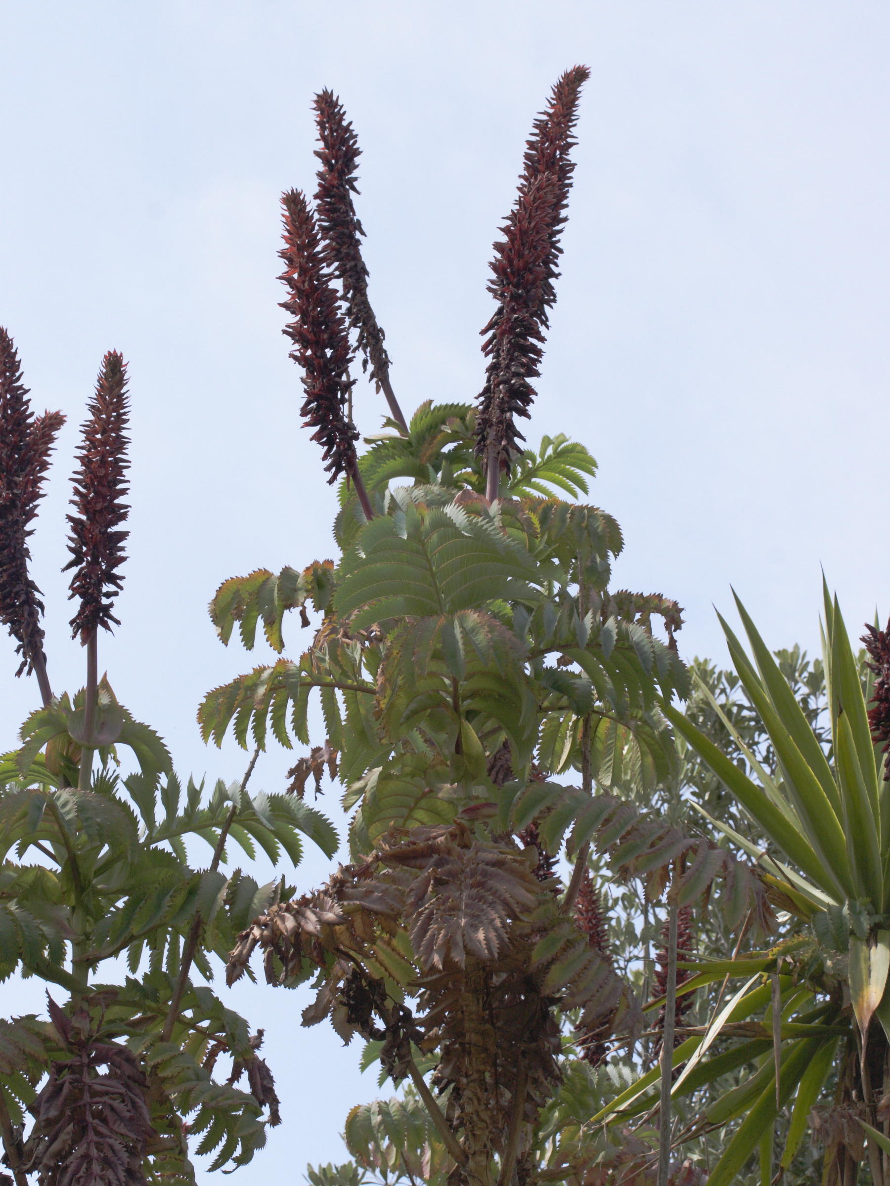 Afficher le média melianthus_major3md melianthus_major3md