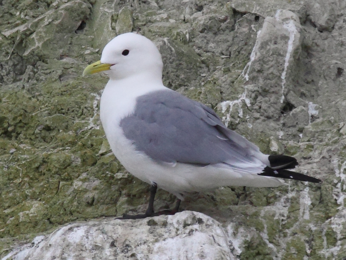 mouette_tridactyle_-_rissa_tridactyla7bd