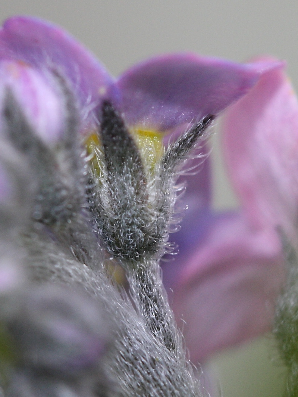 myosotis_sylvatica2md