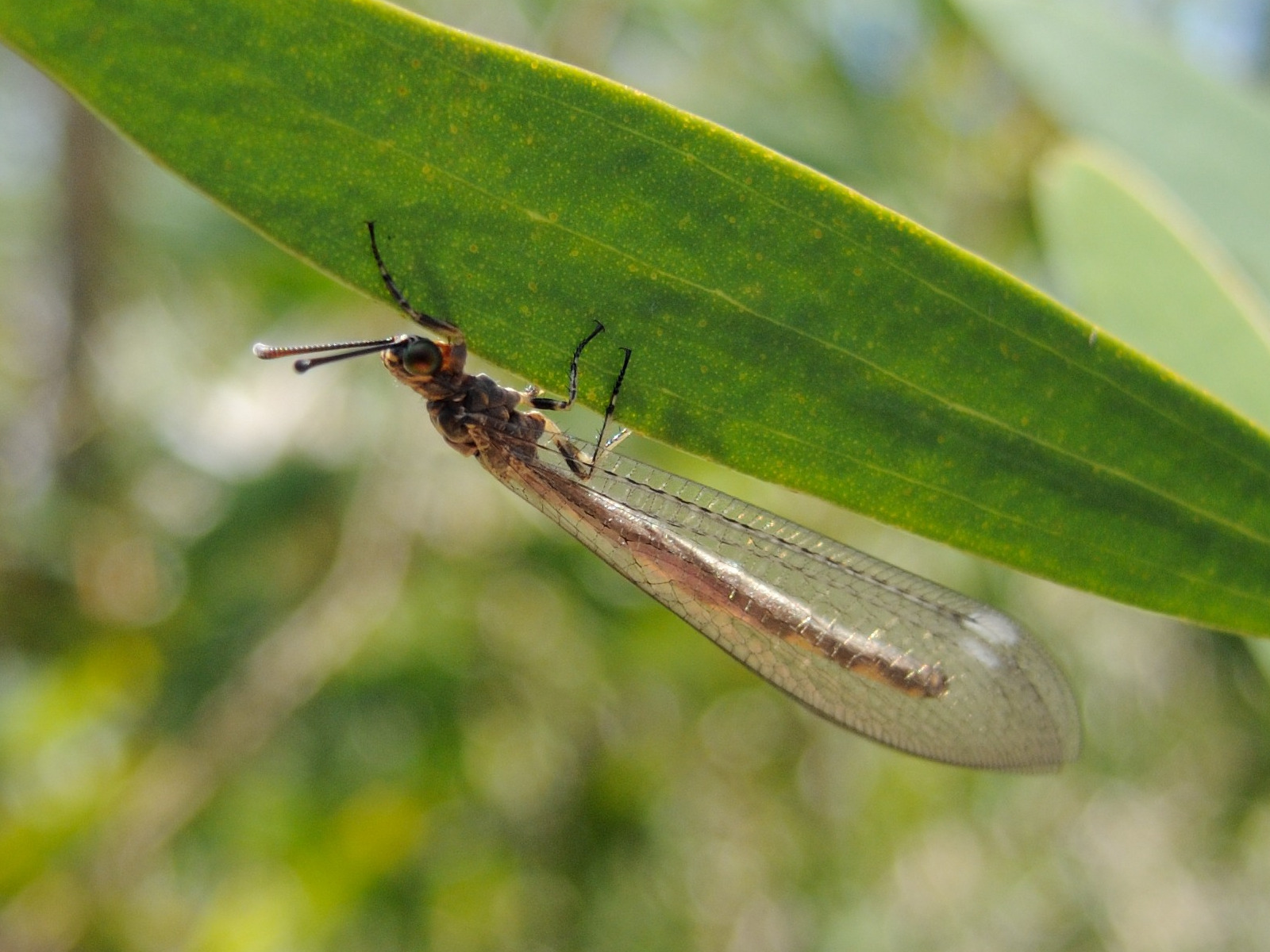 myrmeleon_validus1md