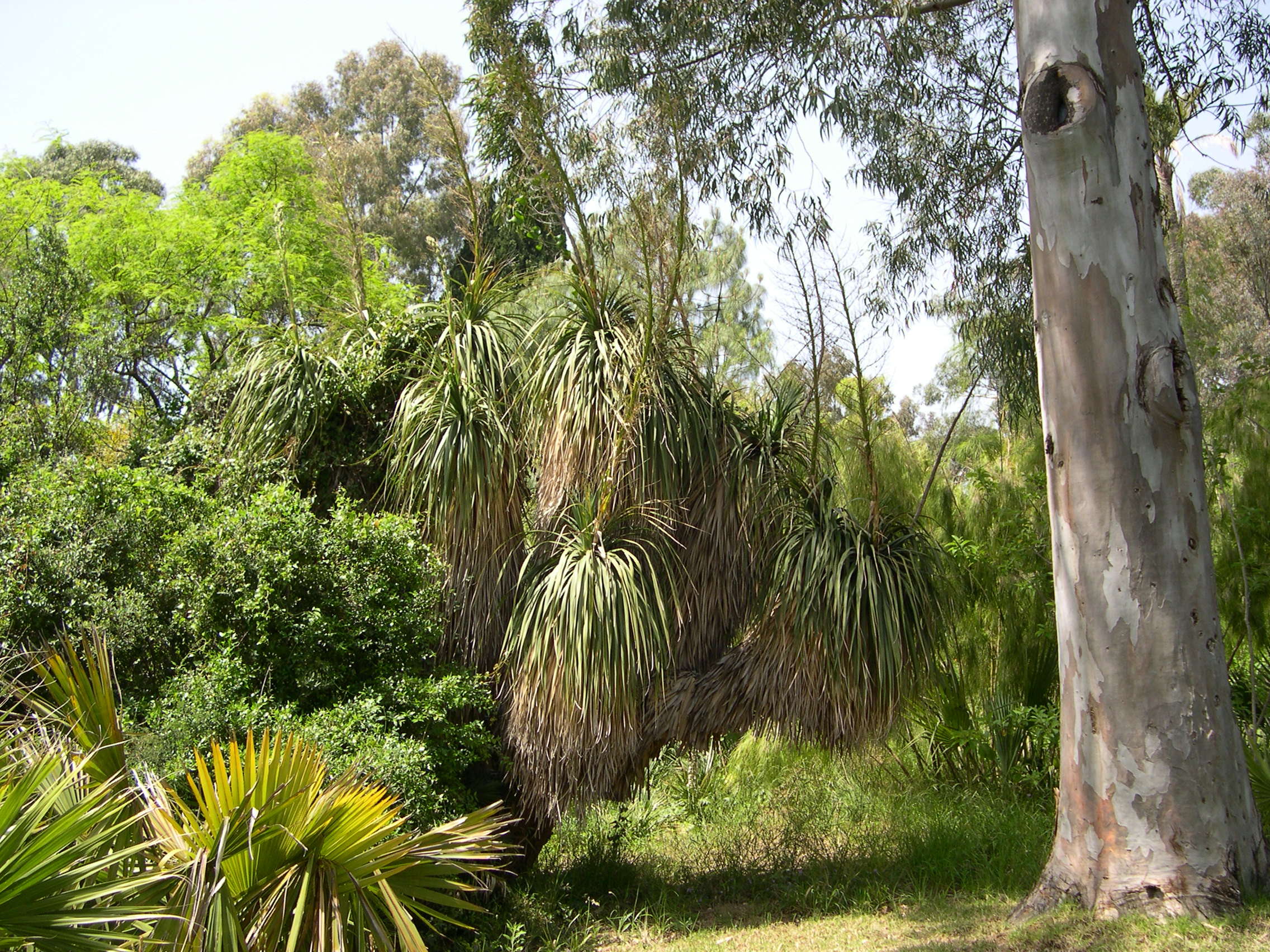 Afficher le média nolina_longifolia1md nolina_longifolia1md