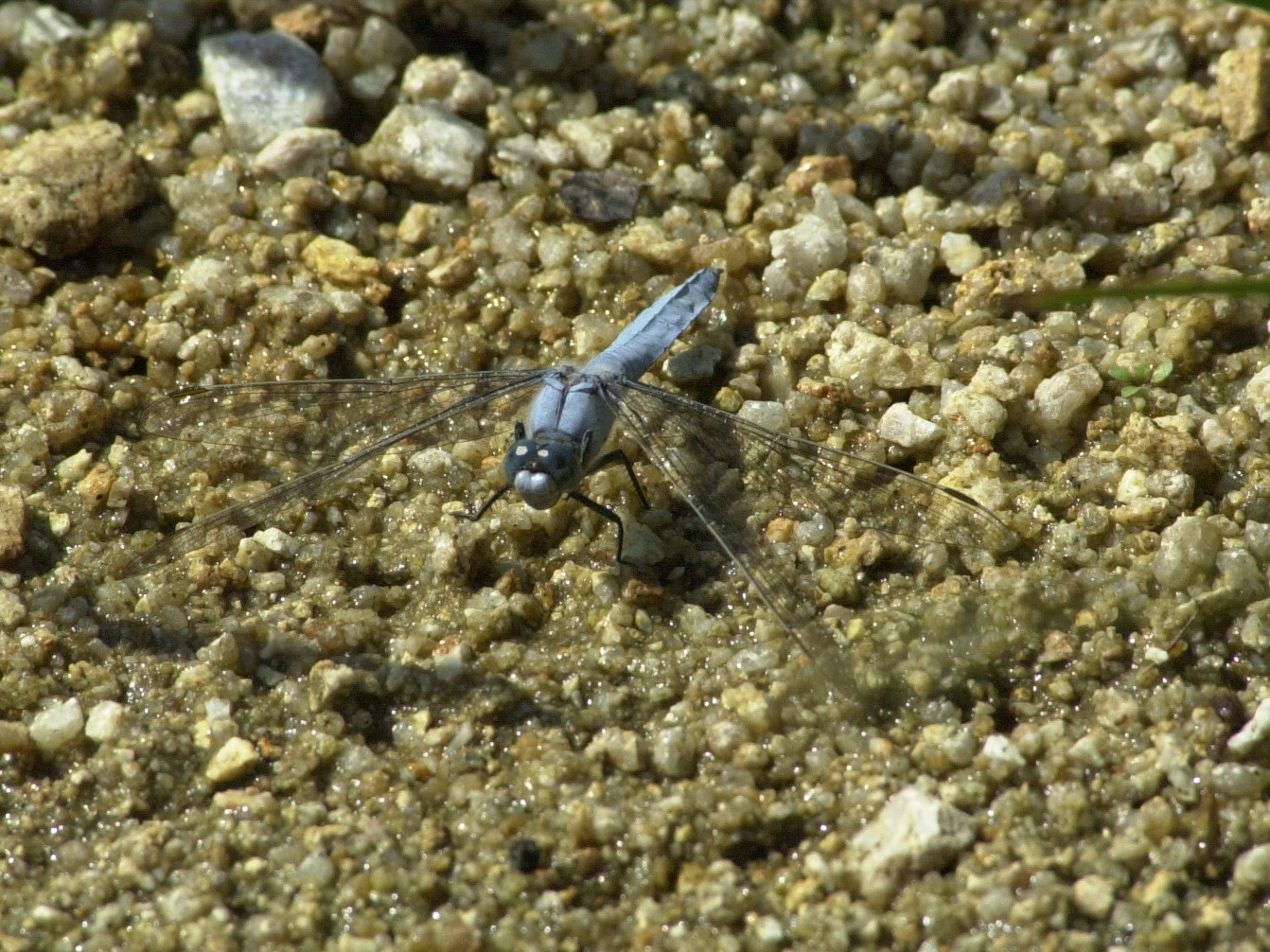 orthetrum_brunneum1md