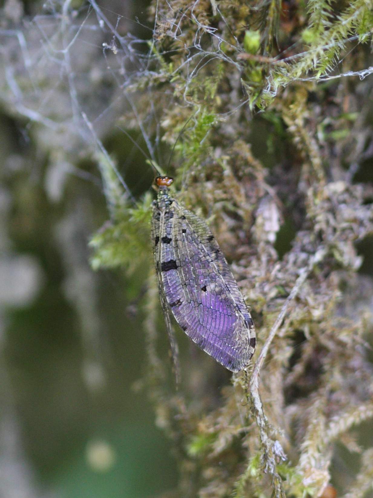 osmylus_fulvicephalus1bd