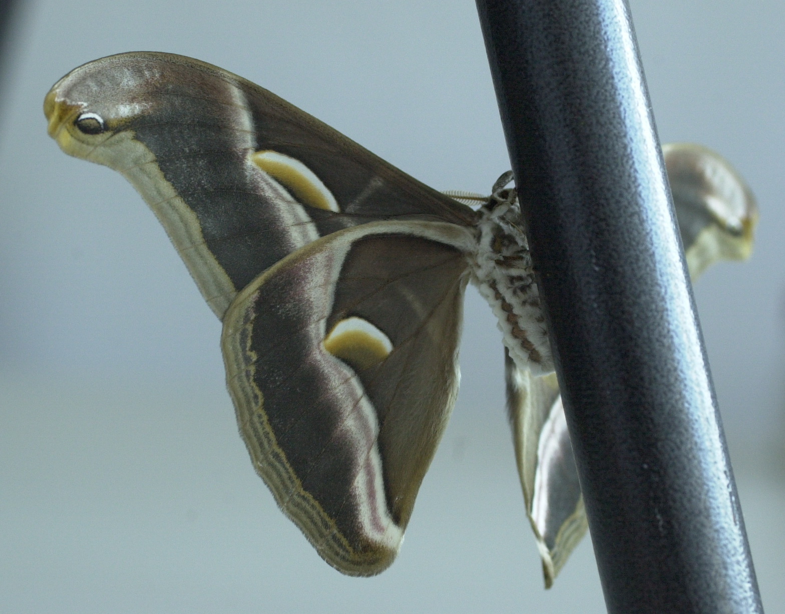 philosamia_ricini5md