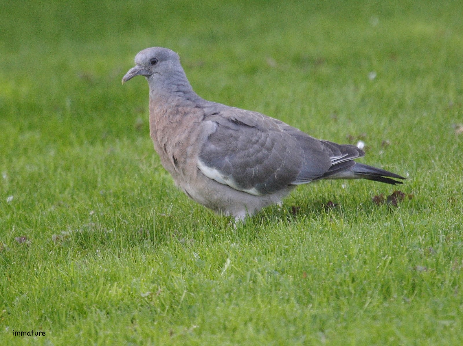 pigeon_ramier_-_columba_palumbus2bd