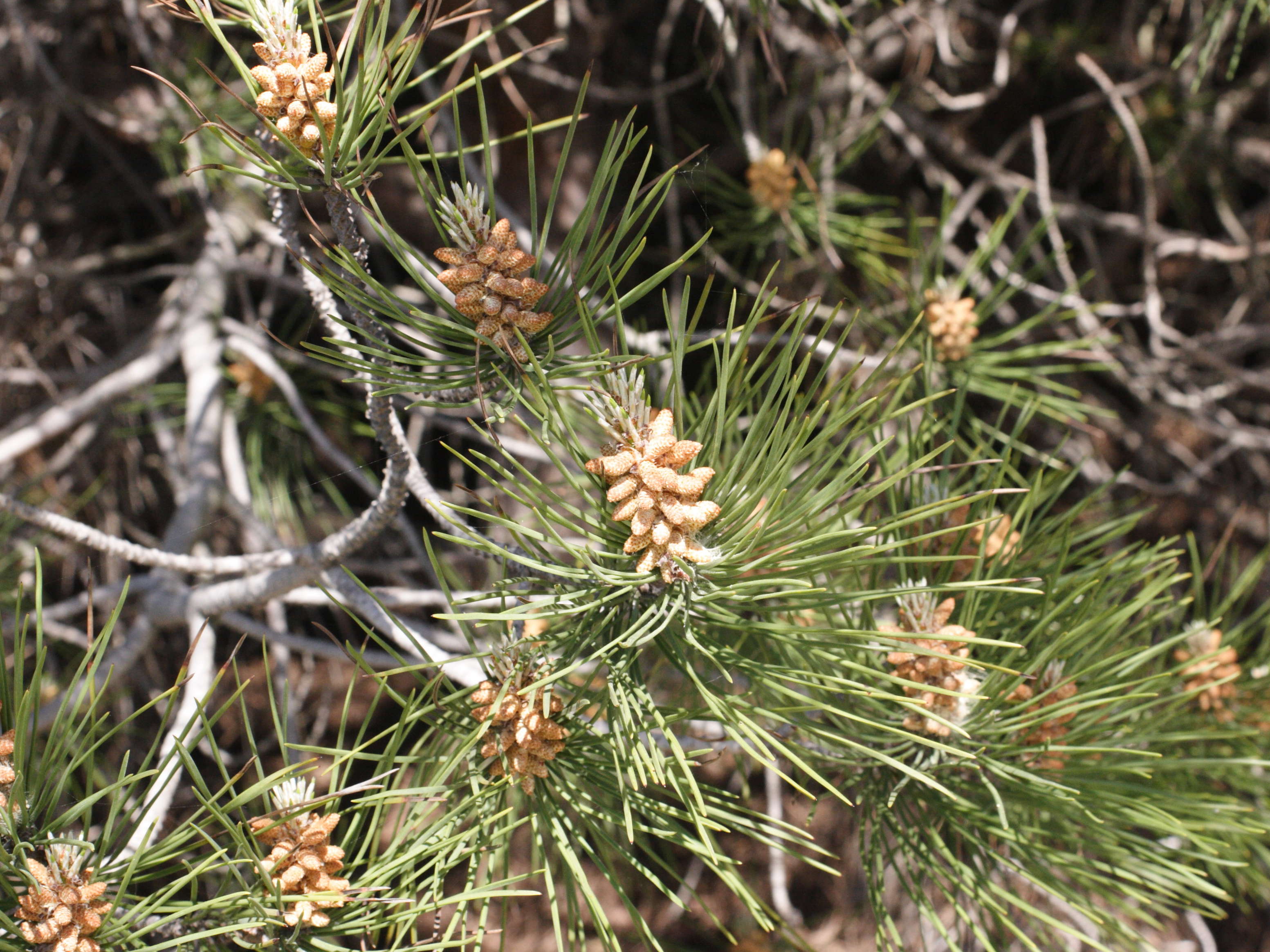 pinus_pinea4md