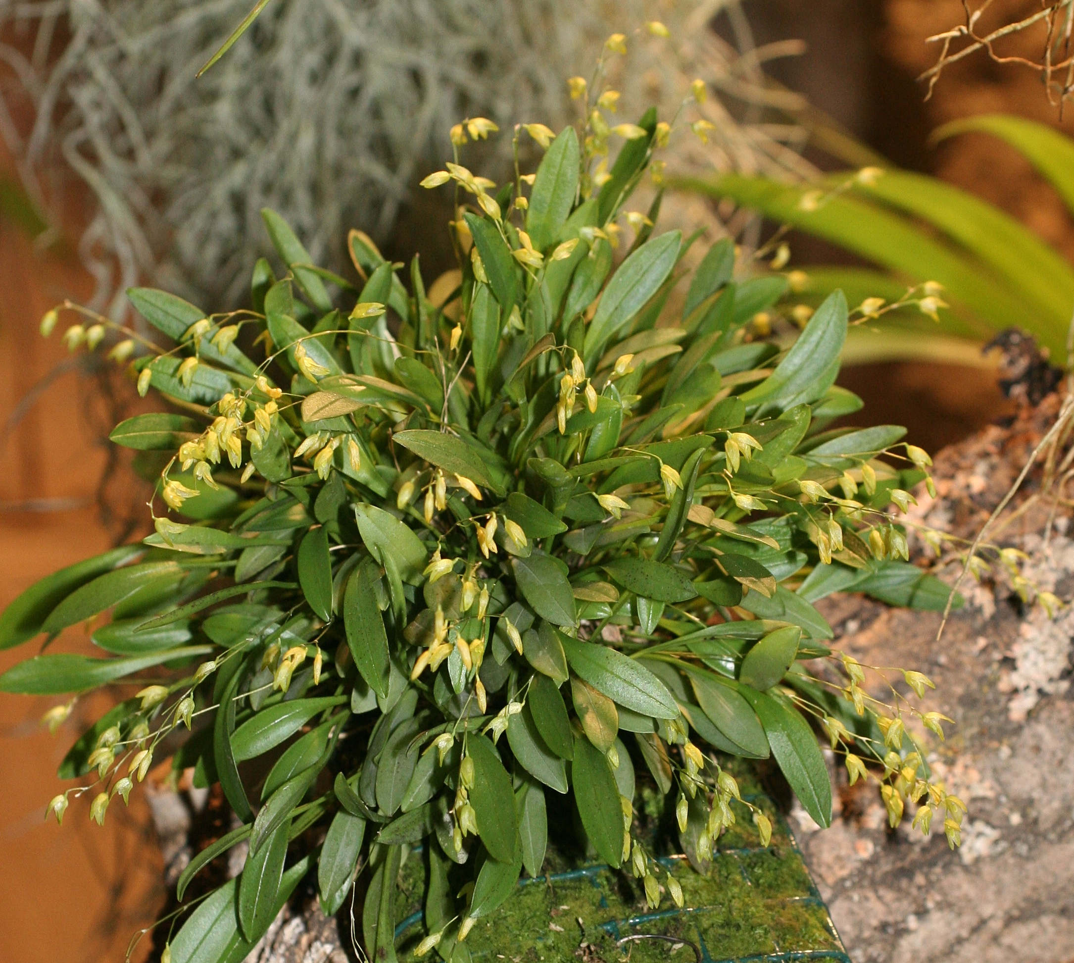 Afficher le média pleurothallis_grobyi1md pleurothallis_grobyi1md