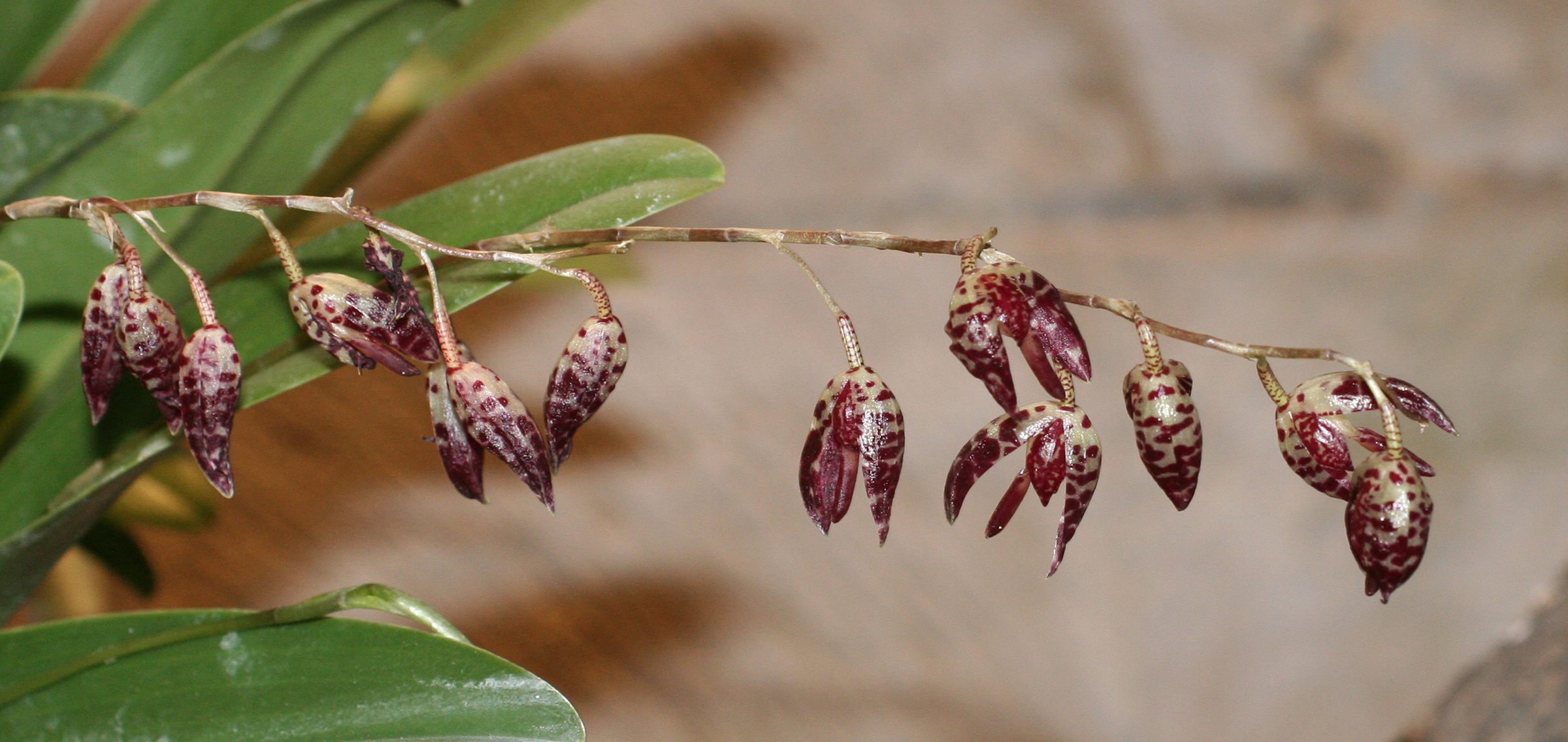 pleurothallis_navicularis2md
