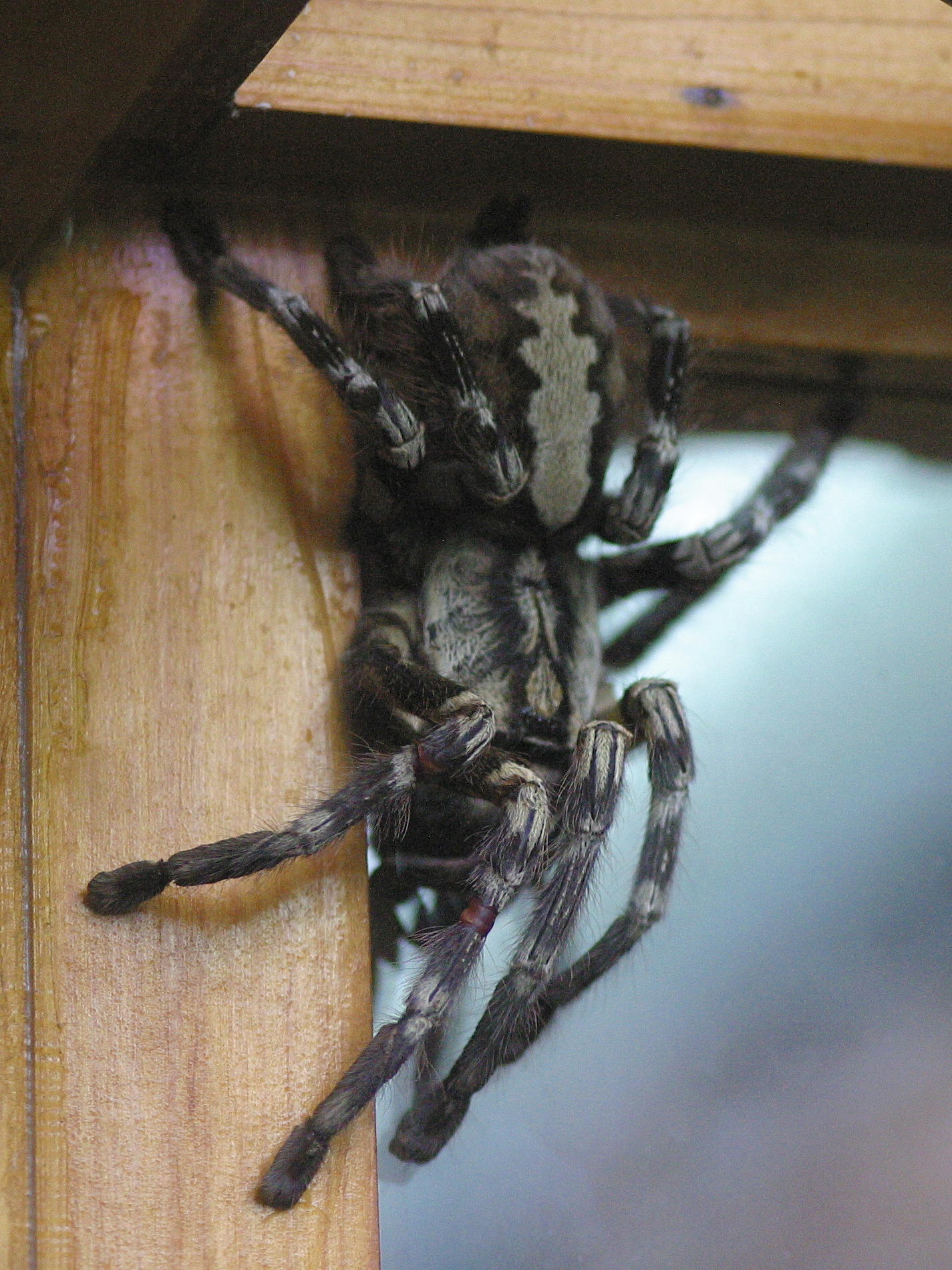 poecilotheria_regalis2md