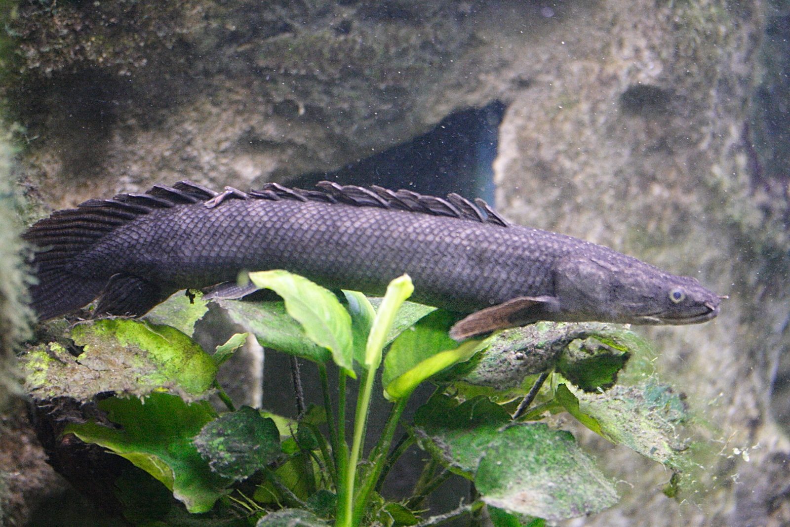 Afficher le média polypterus_palmas_palmas1md polypterus_palmas_palmas1md