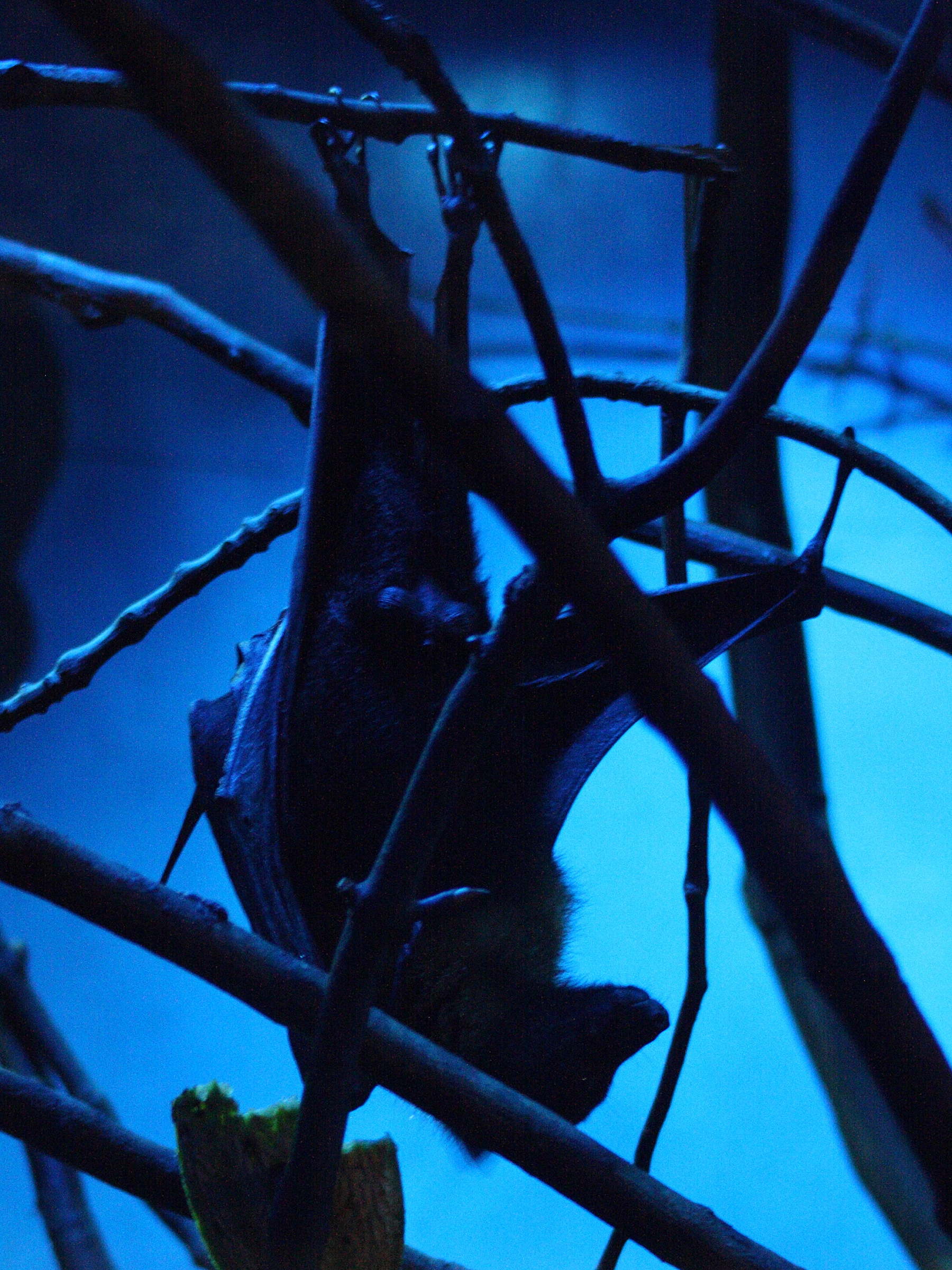 Afficher le média pteropus_lylei2bmd pteropus_lylei2bmd