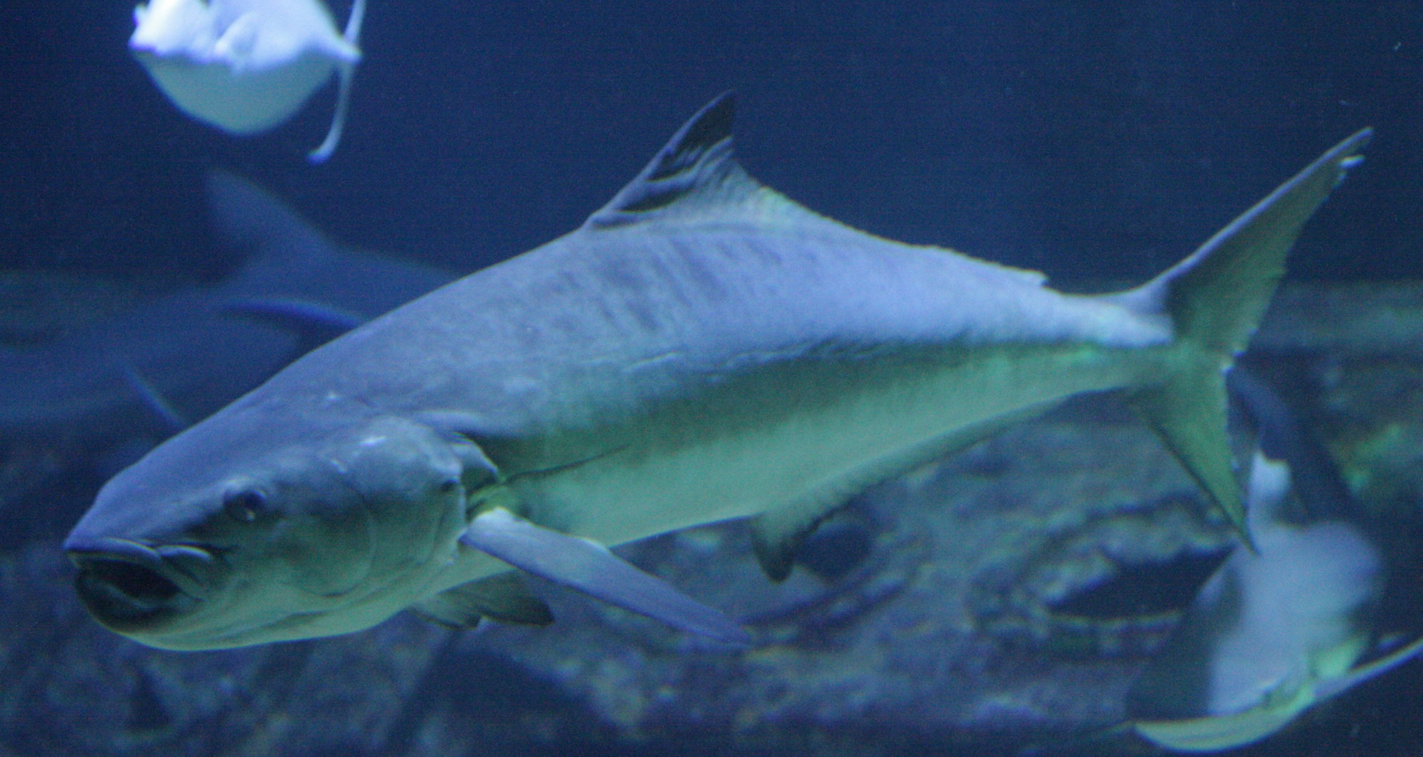 Rachycentron_canadum