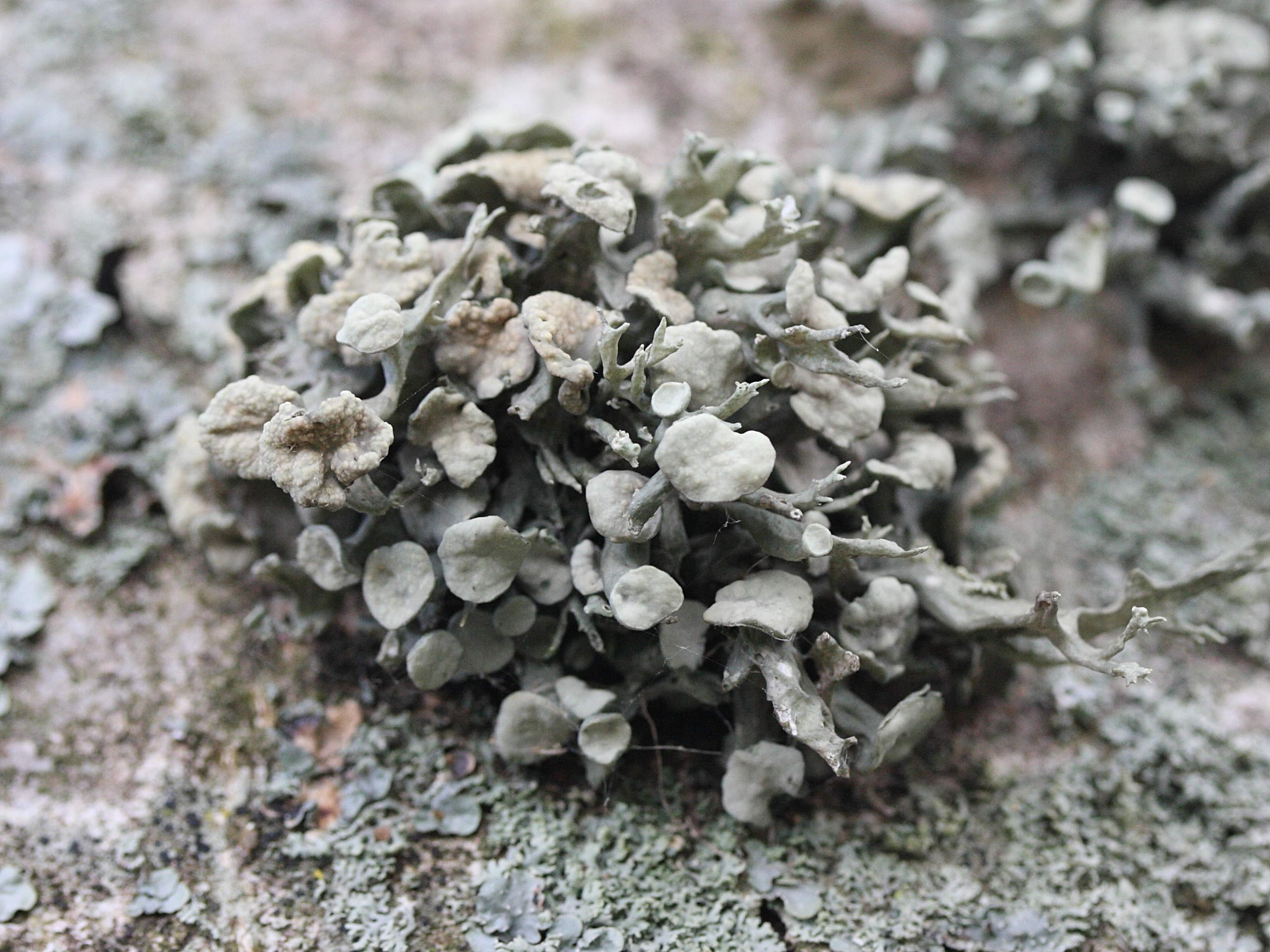 ramalina_fastigiata2md