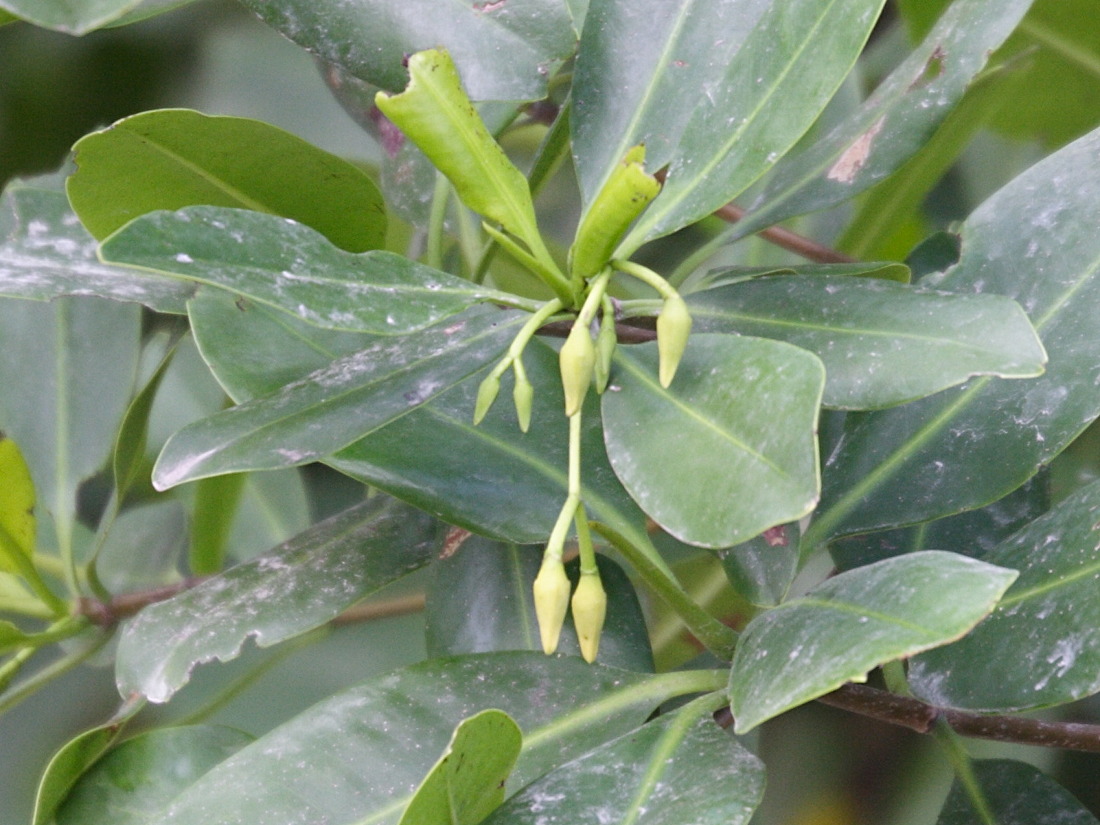 rhizophora_mangle3md