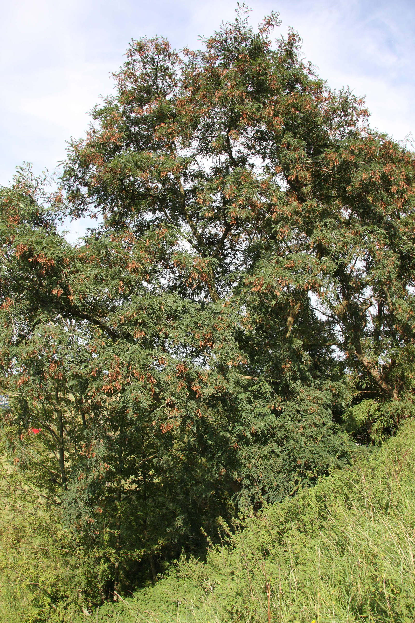 Afficher le média Robinia_pseudoacacia Robinia_pseudoacacia