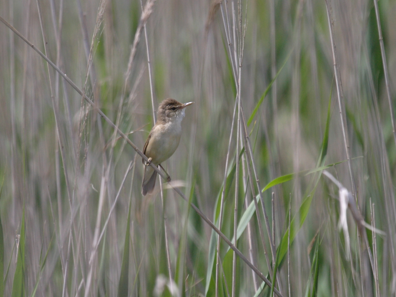Afficher le média rousserolle_effarvatte_-_acrocephalus_scirpaceus2bd rousserolle_effarvatte_-_acrocephalus_scirpaceus2bd