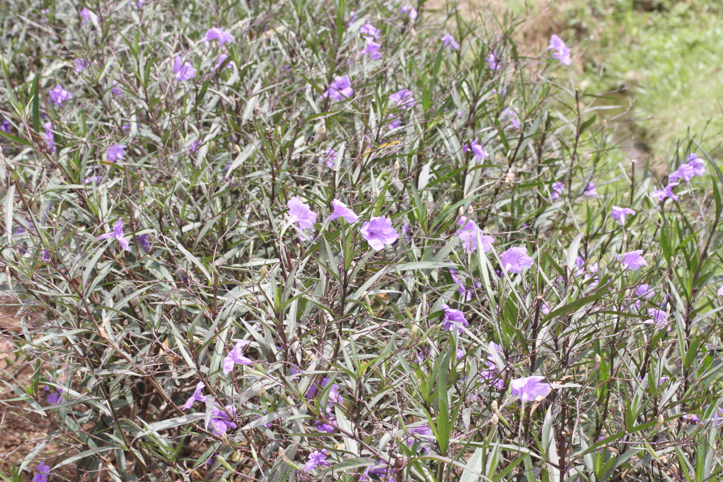 ruellia_tweediana1md