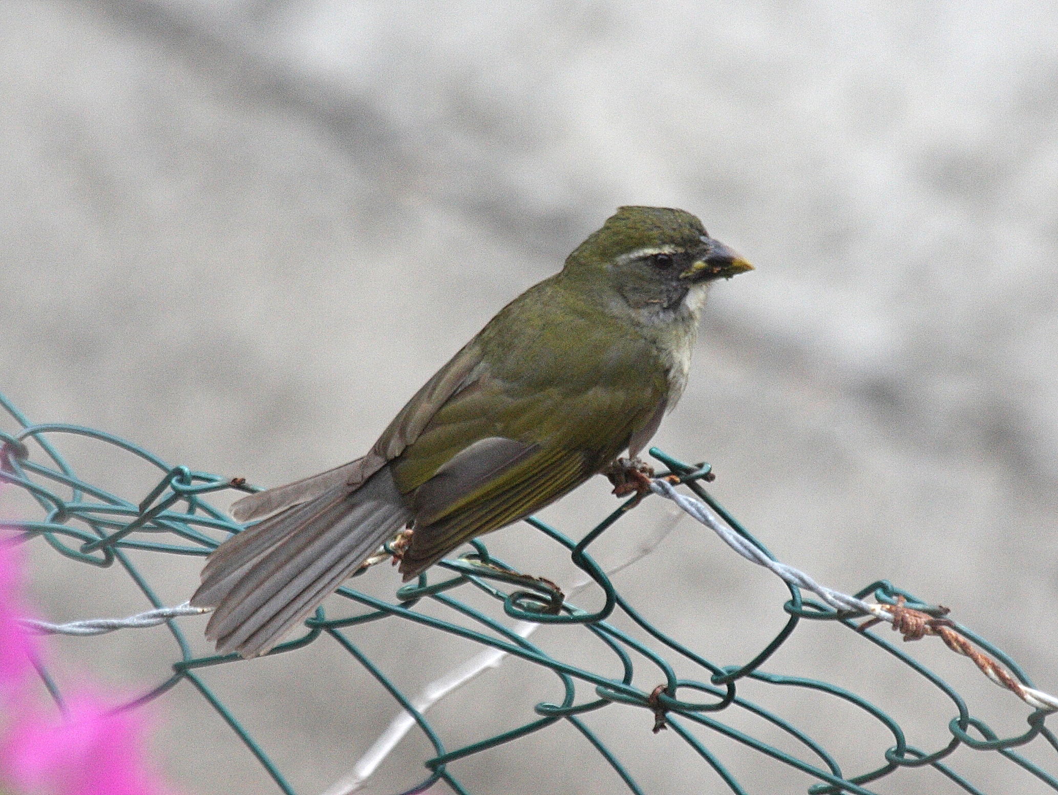 saltator_gros_bec_-_saltator_albicollis4bd