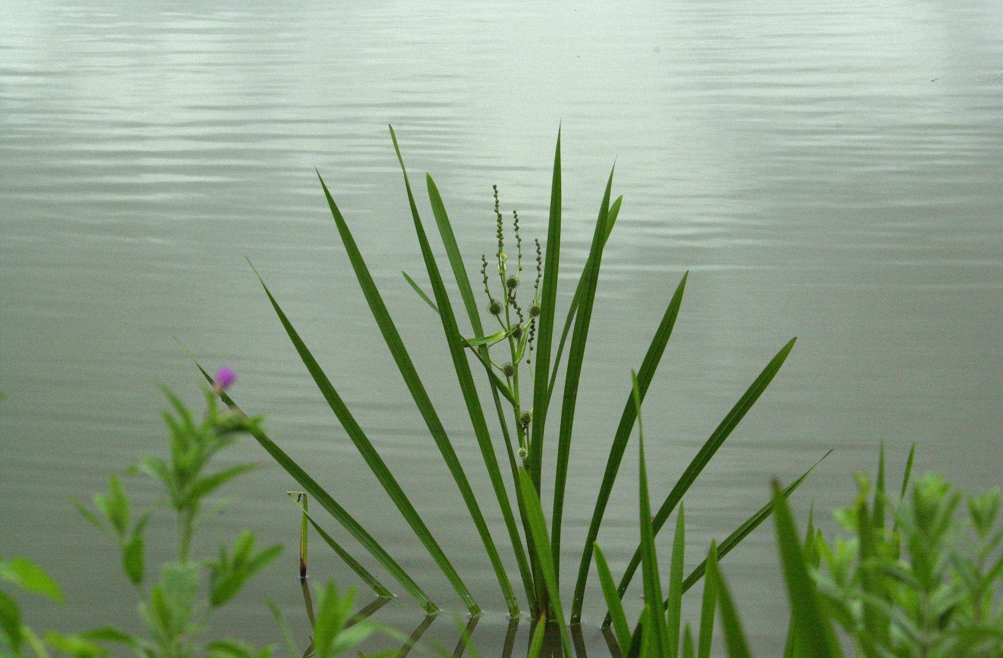 sparganium_erectum1md