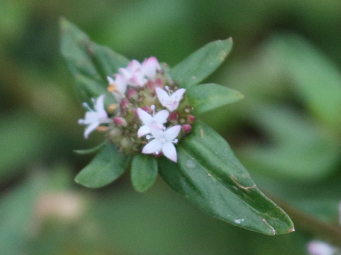 spermacoce_prostrata2bd