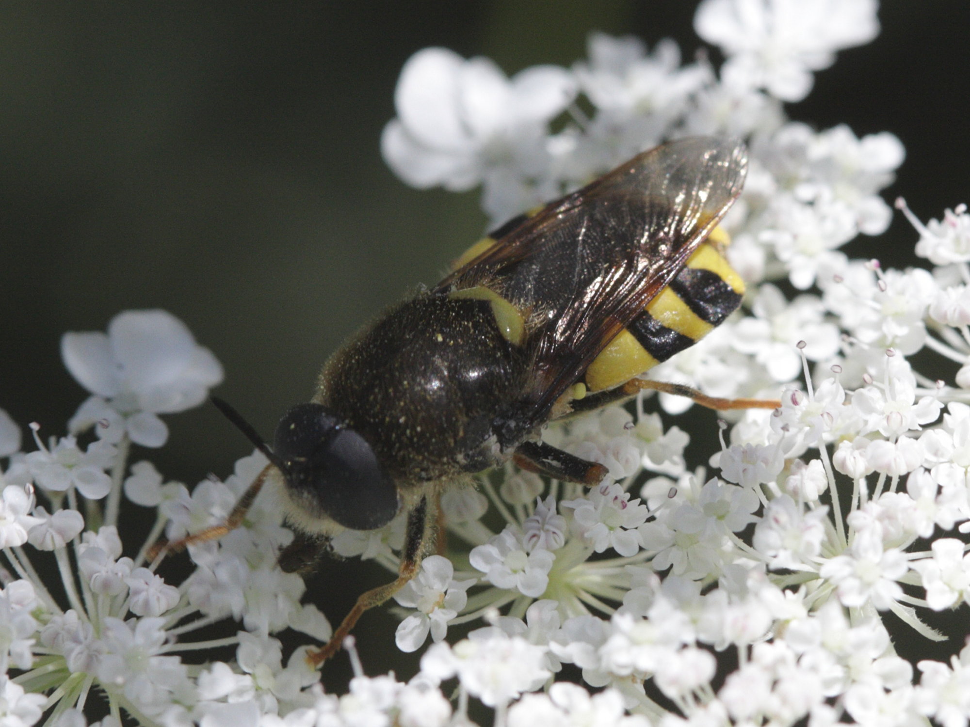 stratiomys_potamida1bd