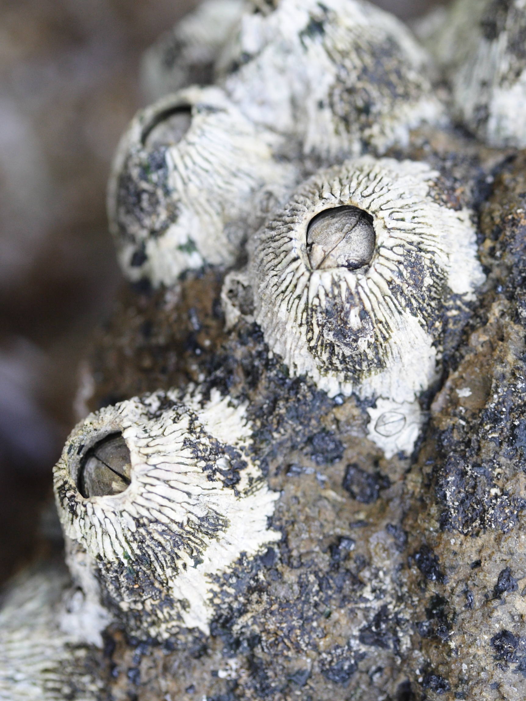 tetraclita_stalactifera1md