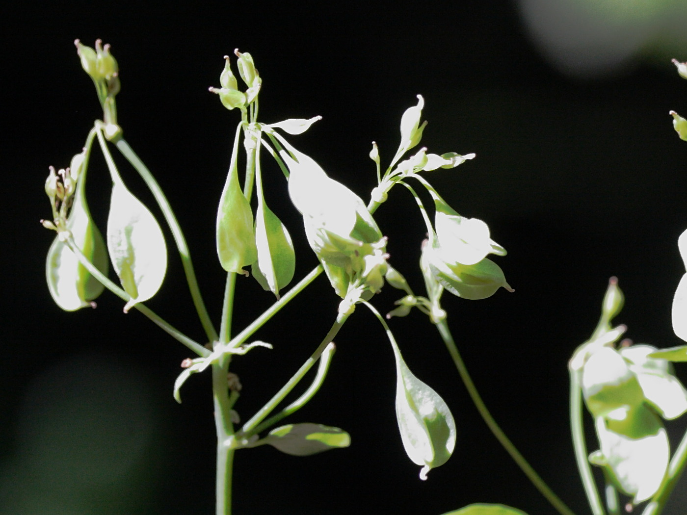 Afficher le média Thalictrum_aquilegiifolium Thalictrum_aquilegiifolium