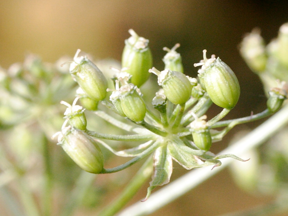 Afficher le média Thysselinum_palustre Thysselinum_palustre