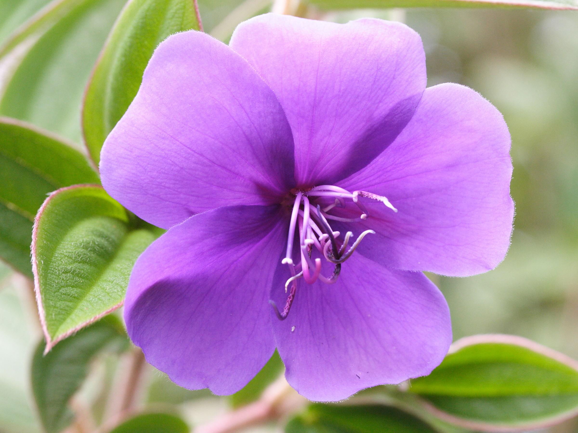 Afficher le média tibouchina_urvilleana2md tibouchina_urvilleana2md