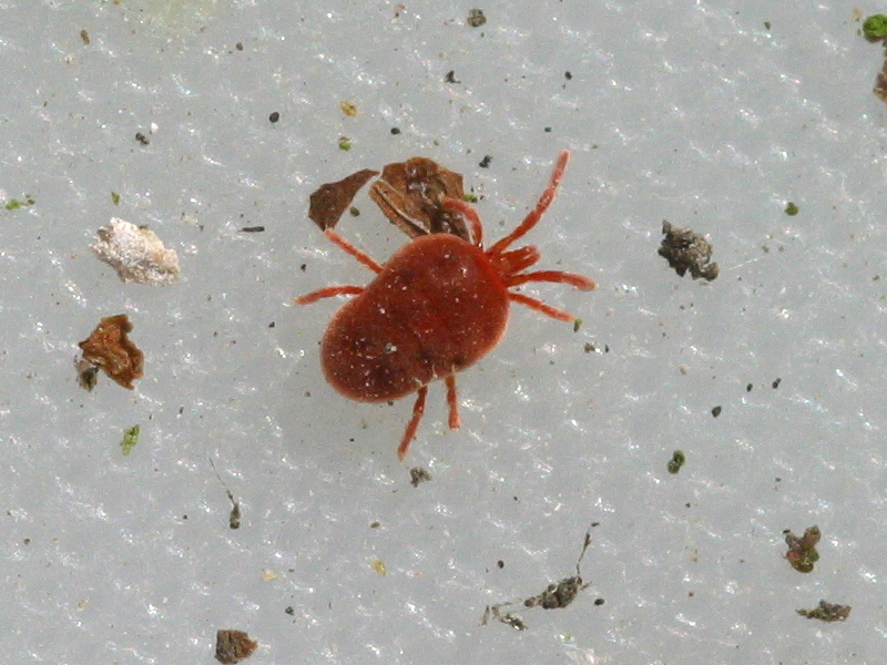 Afficher le média trombidium_holosericeum1md trombidium_holosericeum1md