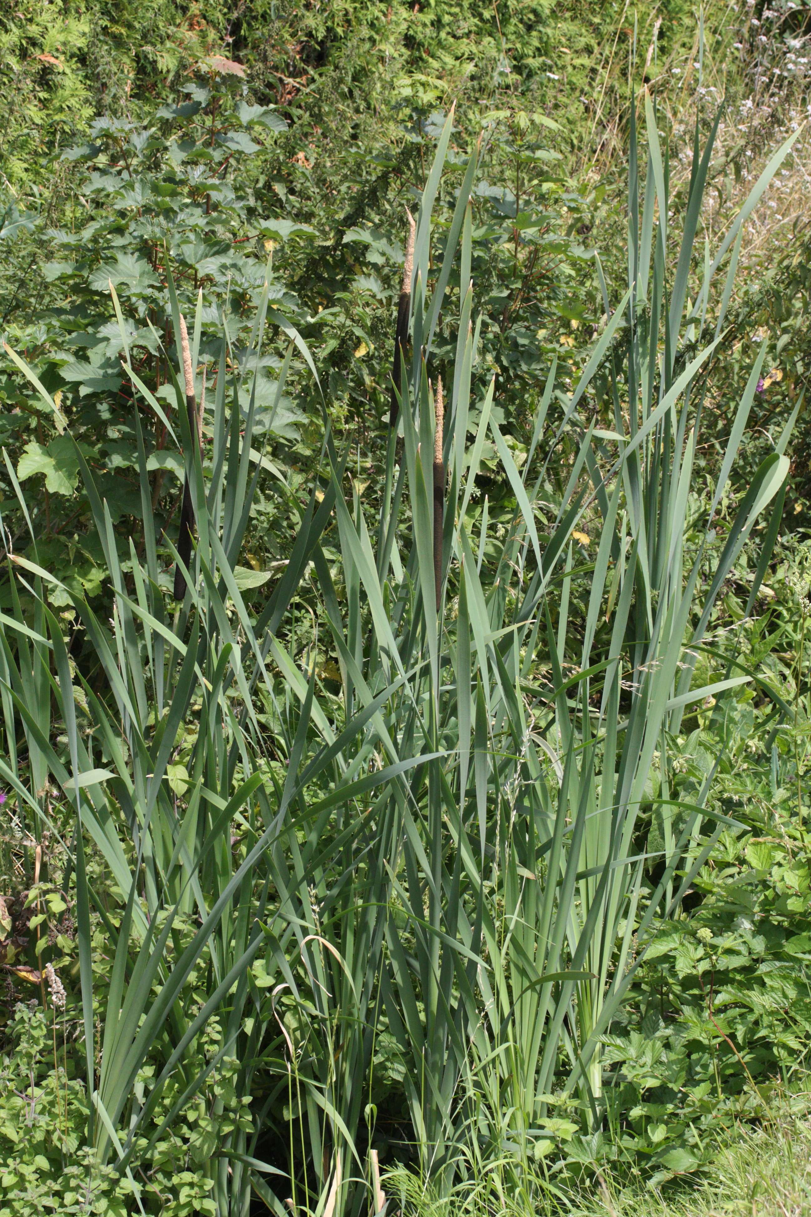 Afficher le média typha_latifolia1md typha_latifolia1md