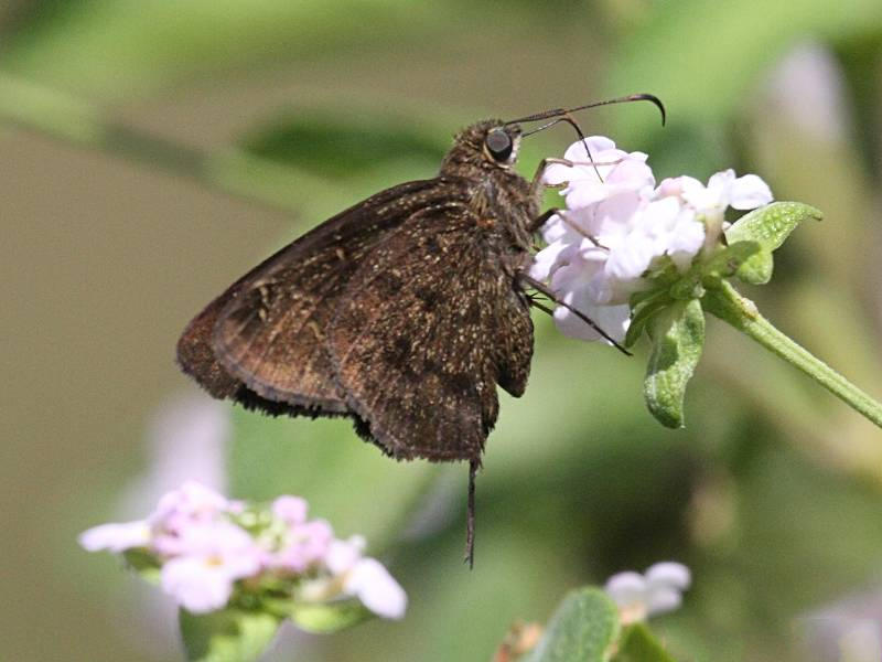 urbanus_dorantes_obscurus3bd