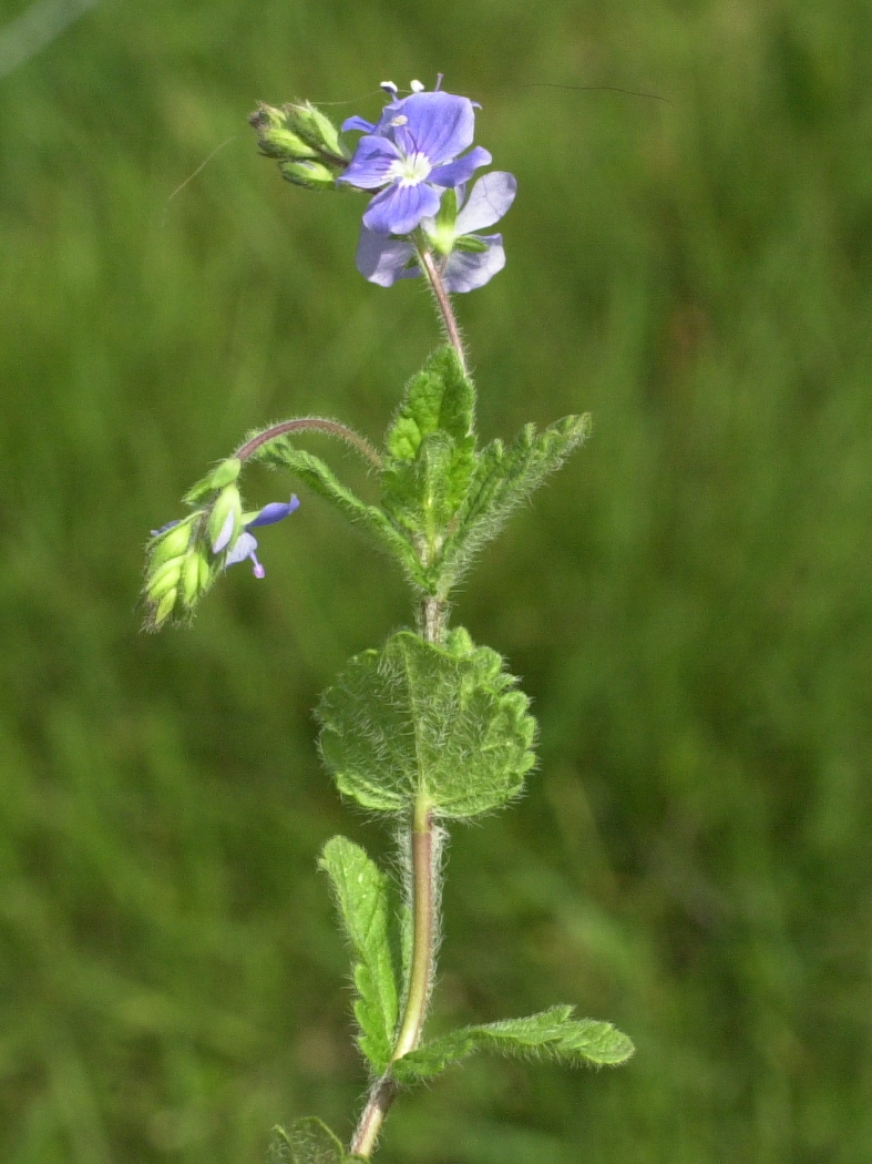 Afficher le média veronica_chamaedrys4md veronica_chamaedrys4md