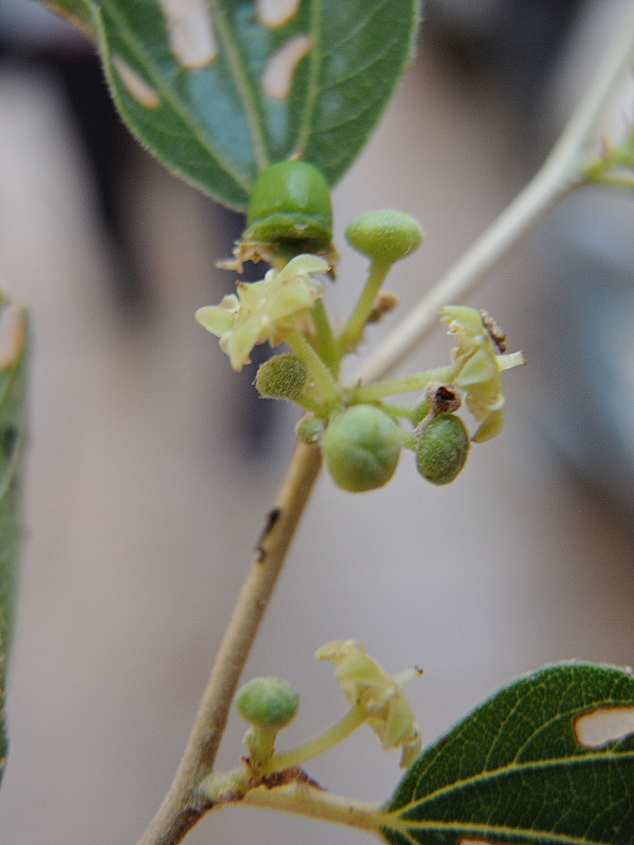 Afficher le média ziziphus_jujuba7md ziziphus_jujuba7md