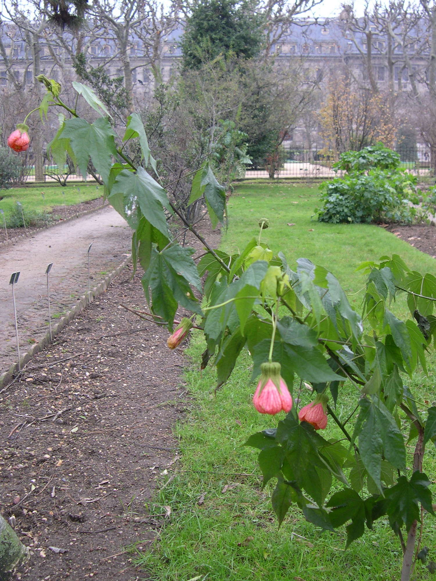 abutilon_striatum1md