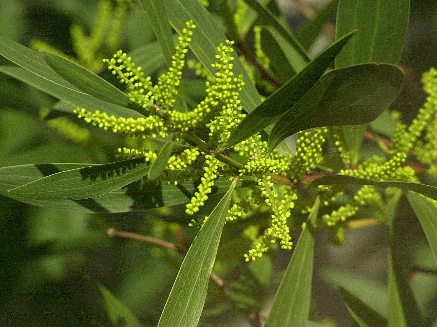 acacia_longifolia1md