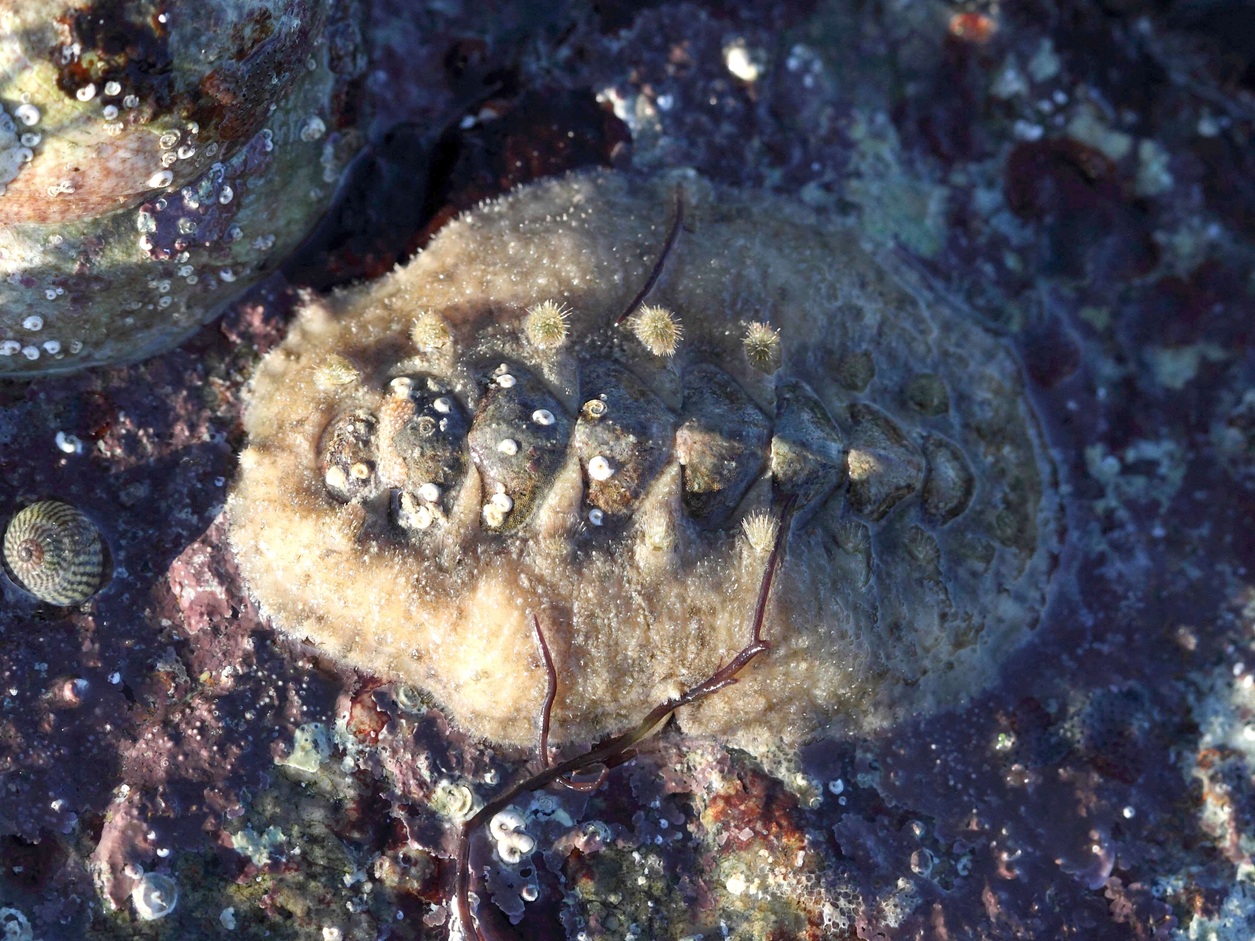 acanthochitona_fascicularis1bd