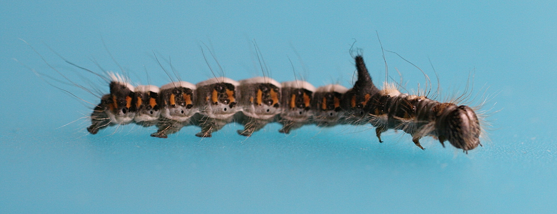 acronicta_psi_ch3bd